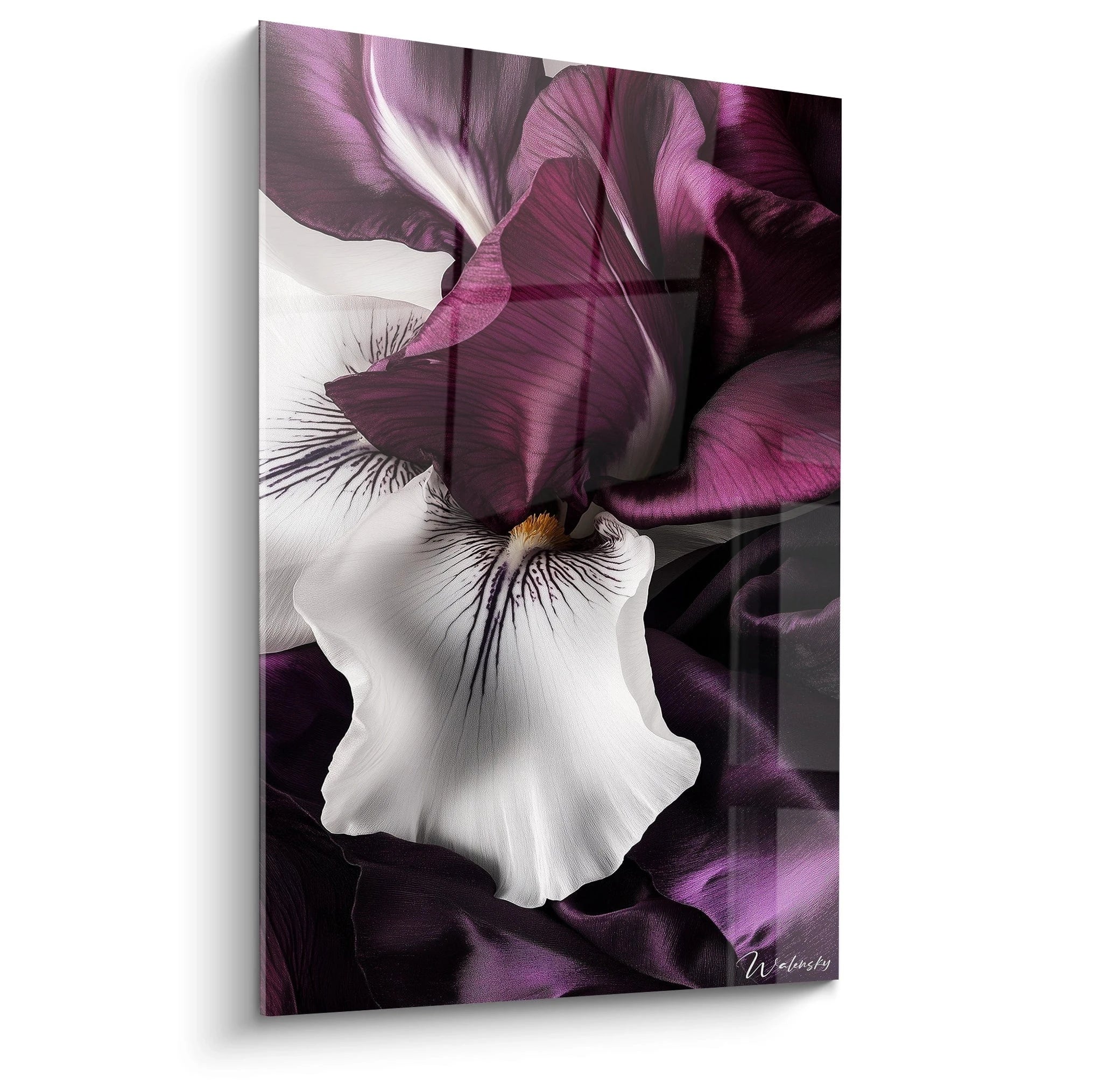 Un tableau Iris nature montrant des pétales blancs et violets aux détails fins, avec une texture soyeuse et des ombres marquées sur un fond sombre contrasté.