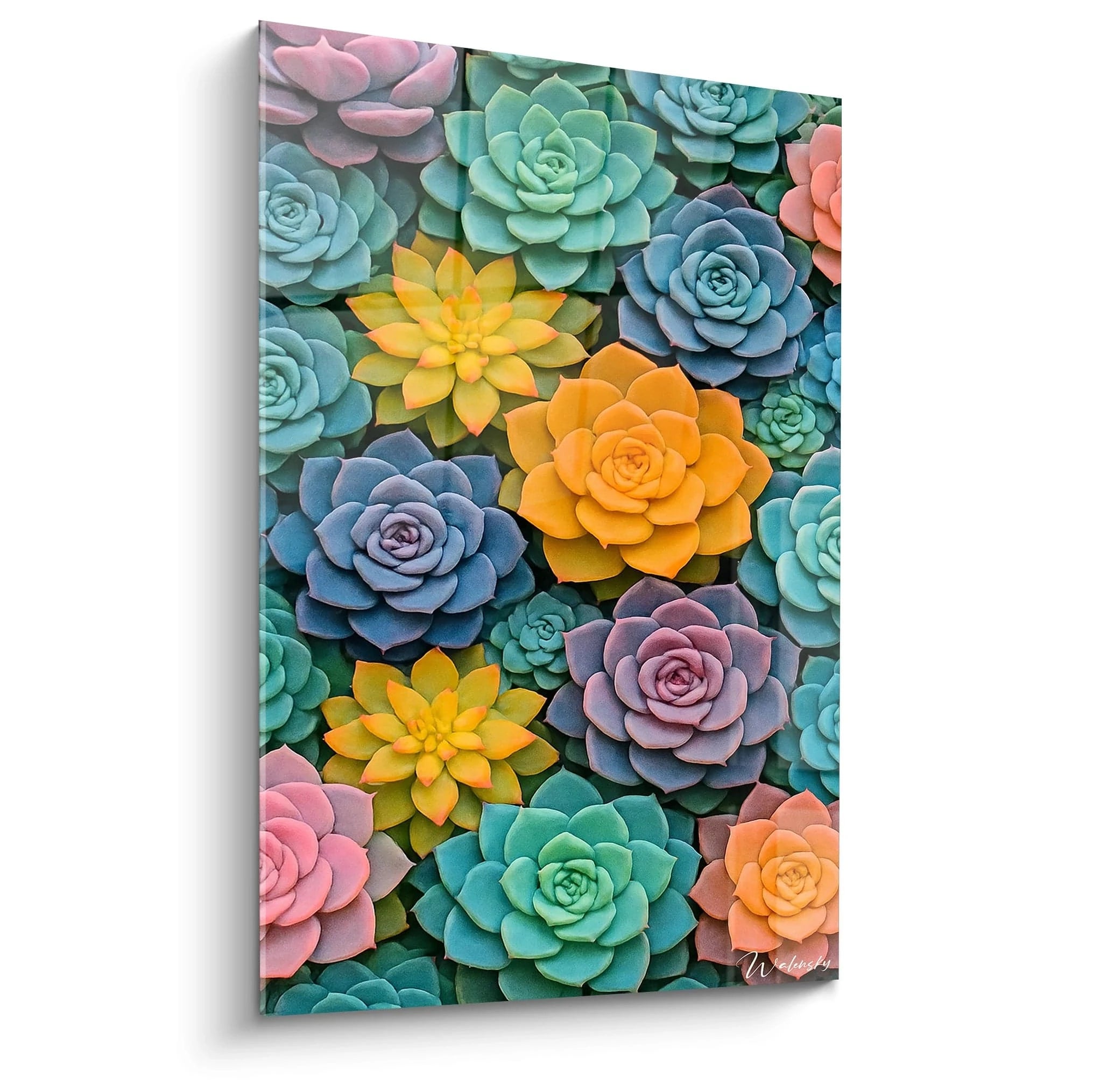 Un tableau succulentes présentant une composition serrée de plantes grasses aux formes géométriques, dominé par des tons bleu-vert, rose, et orange vif. Les rosettes parfaitement formées créent un motif répétitif avec des textures lisses et charnues.