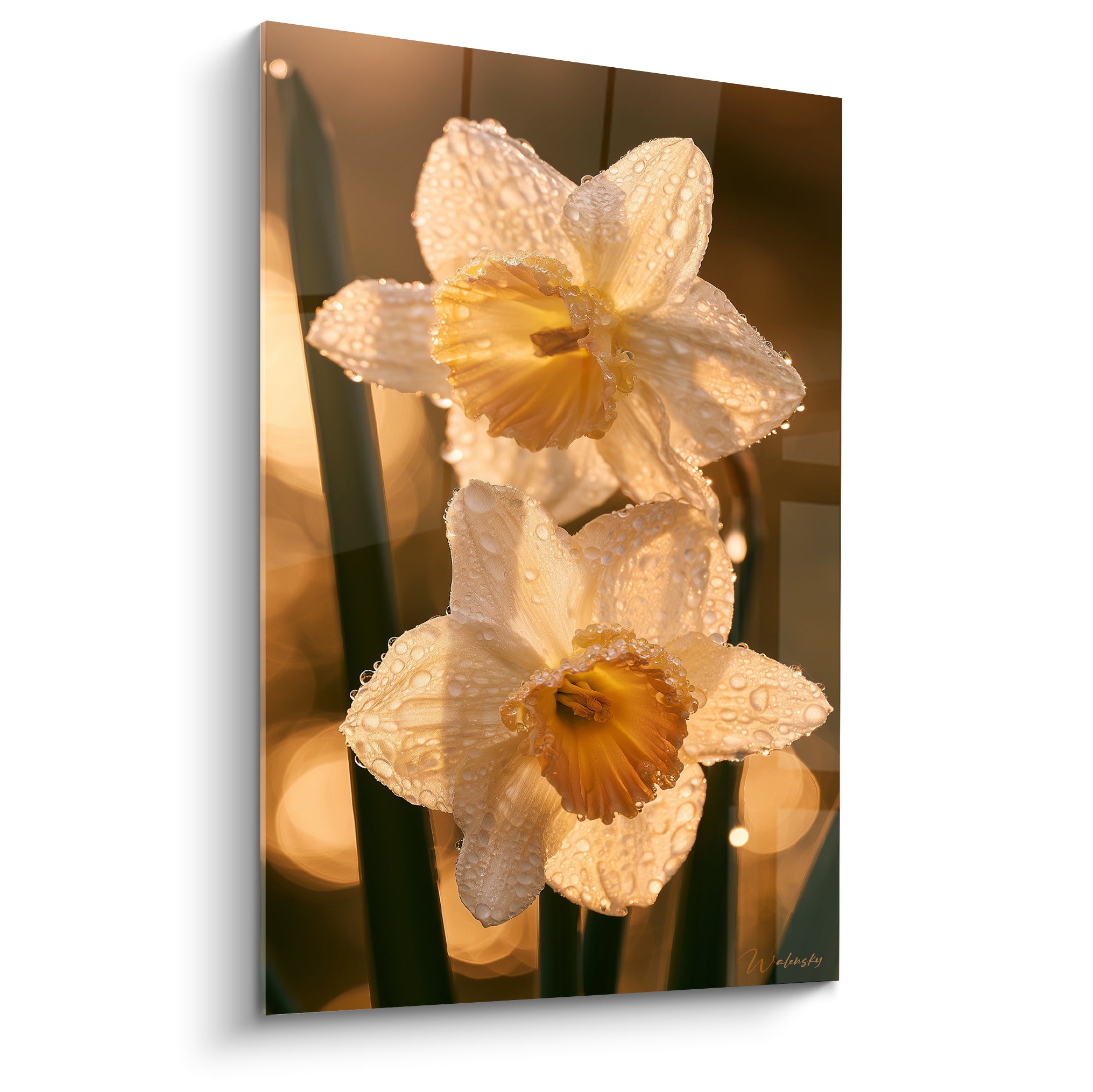 Jonquilles blanches et dorées perlées de rosée, cœur orangé, fond flou anthracite lumineux