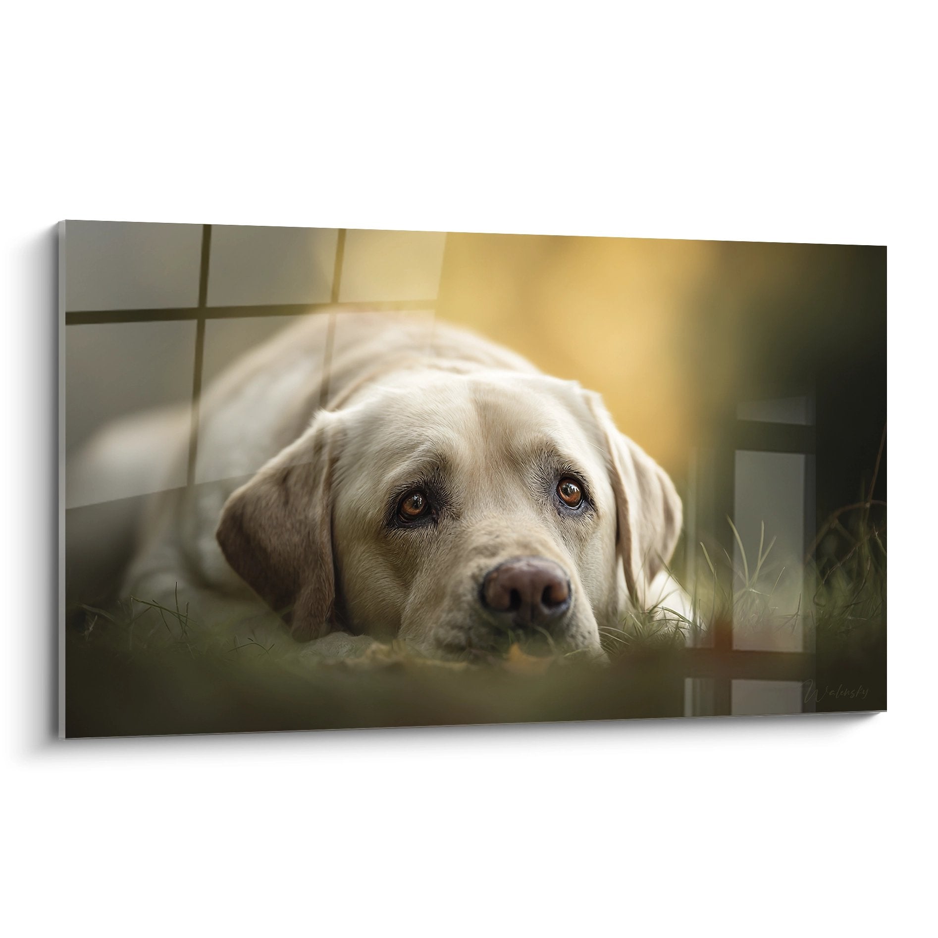 Quadro labrador beige disteso nell'erba sguardo dolce occhi ambrati luce dorata cane tranquillo
