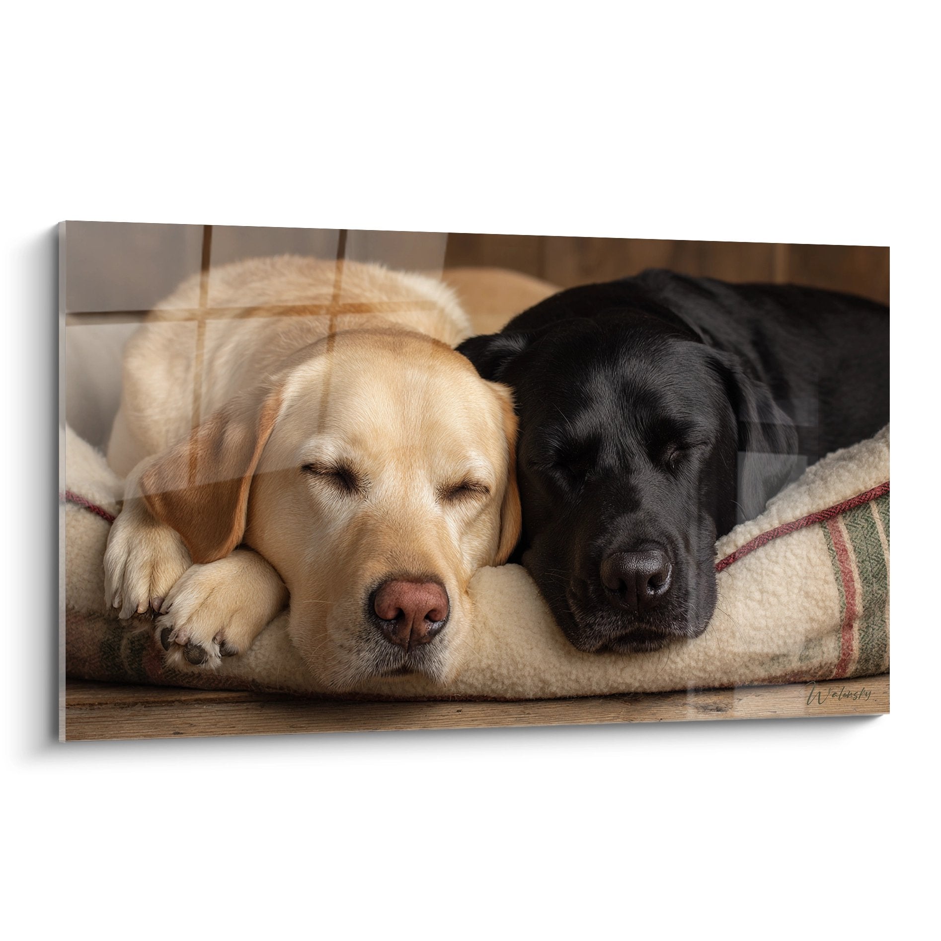 Dual sleeping labradors beige and black side by side on striped cushion soft lighting
