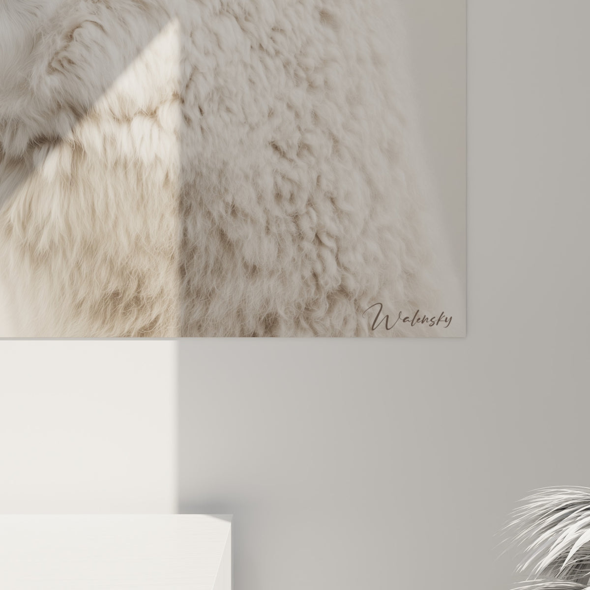 Détail du pelage bouclé du lama, mèches blanches et beige mêlées avec grain photographique visible de près