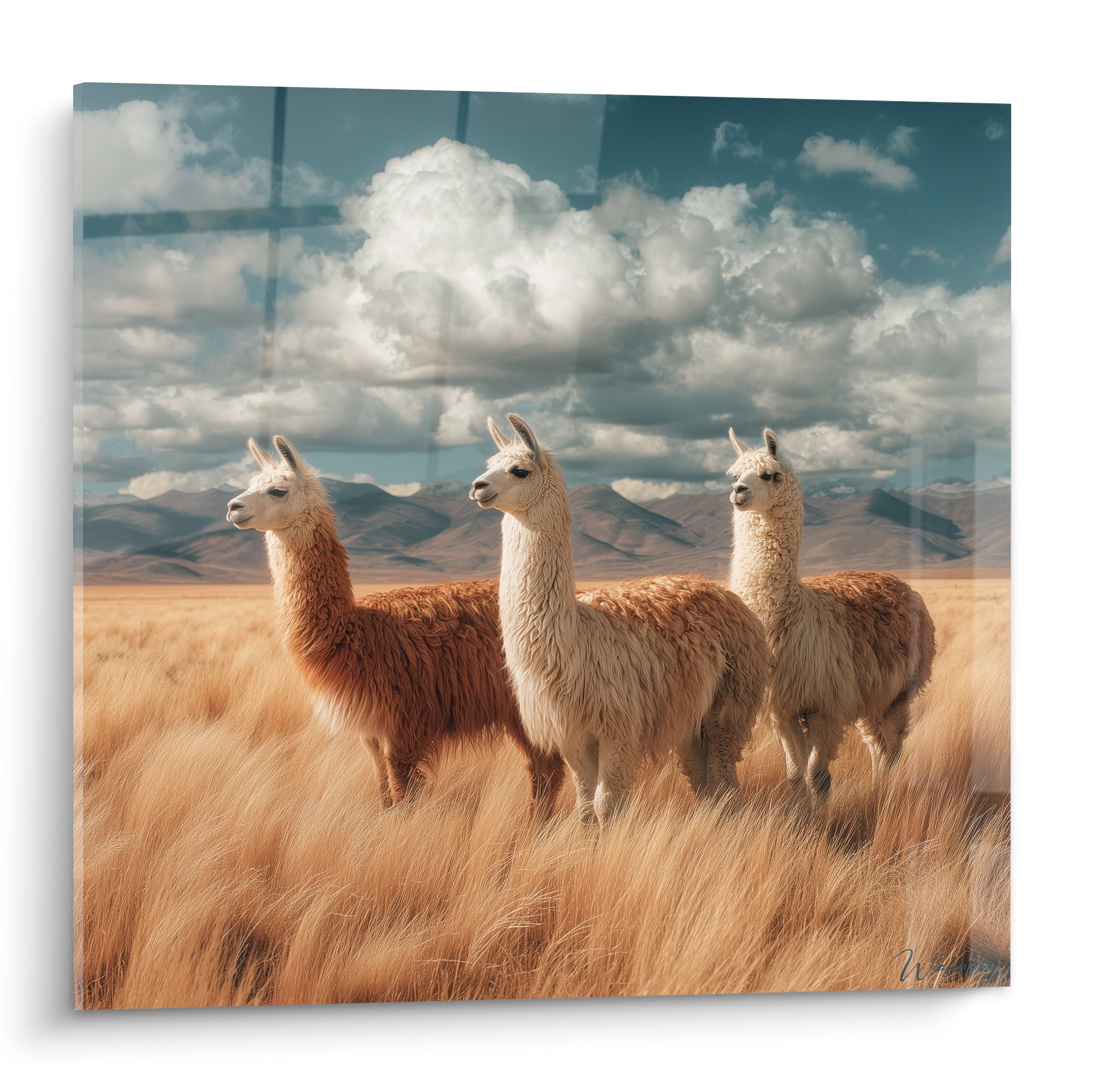 Trois lamas roux et blancs debout dans une plaine dorée sous un ciel bleu nuageux