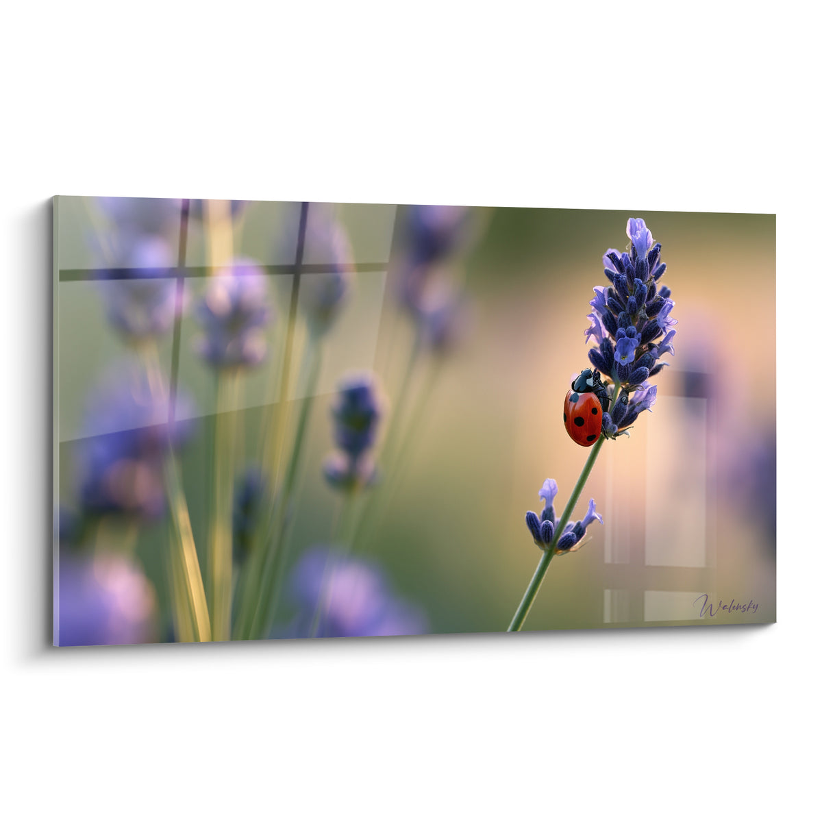 Coccinelle rouge posée sur un épi de lavande violette, fond flou vert et doré