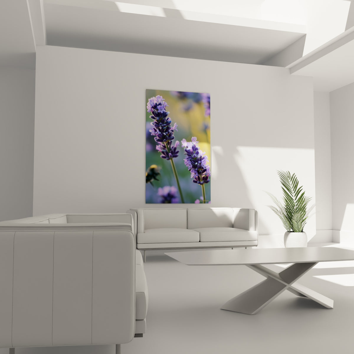 Fleurs de lavande pourpres et tiges vertes, accrochées au-dessus d'un canapé dans un salon lumineux