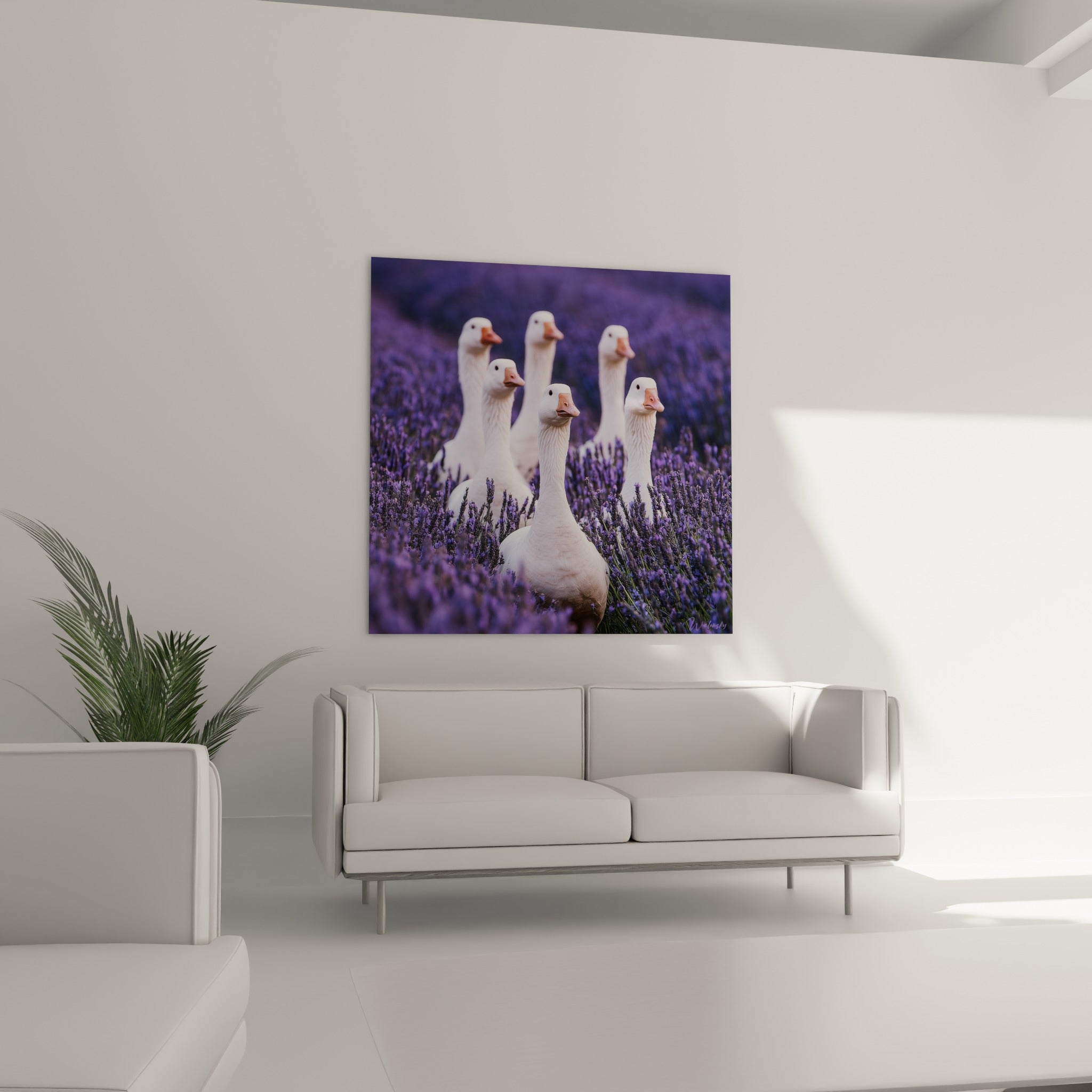 Six oies au plumage blanc parmi la lavande mauve, au-dessus d'un canapé dans un salon lumineux