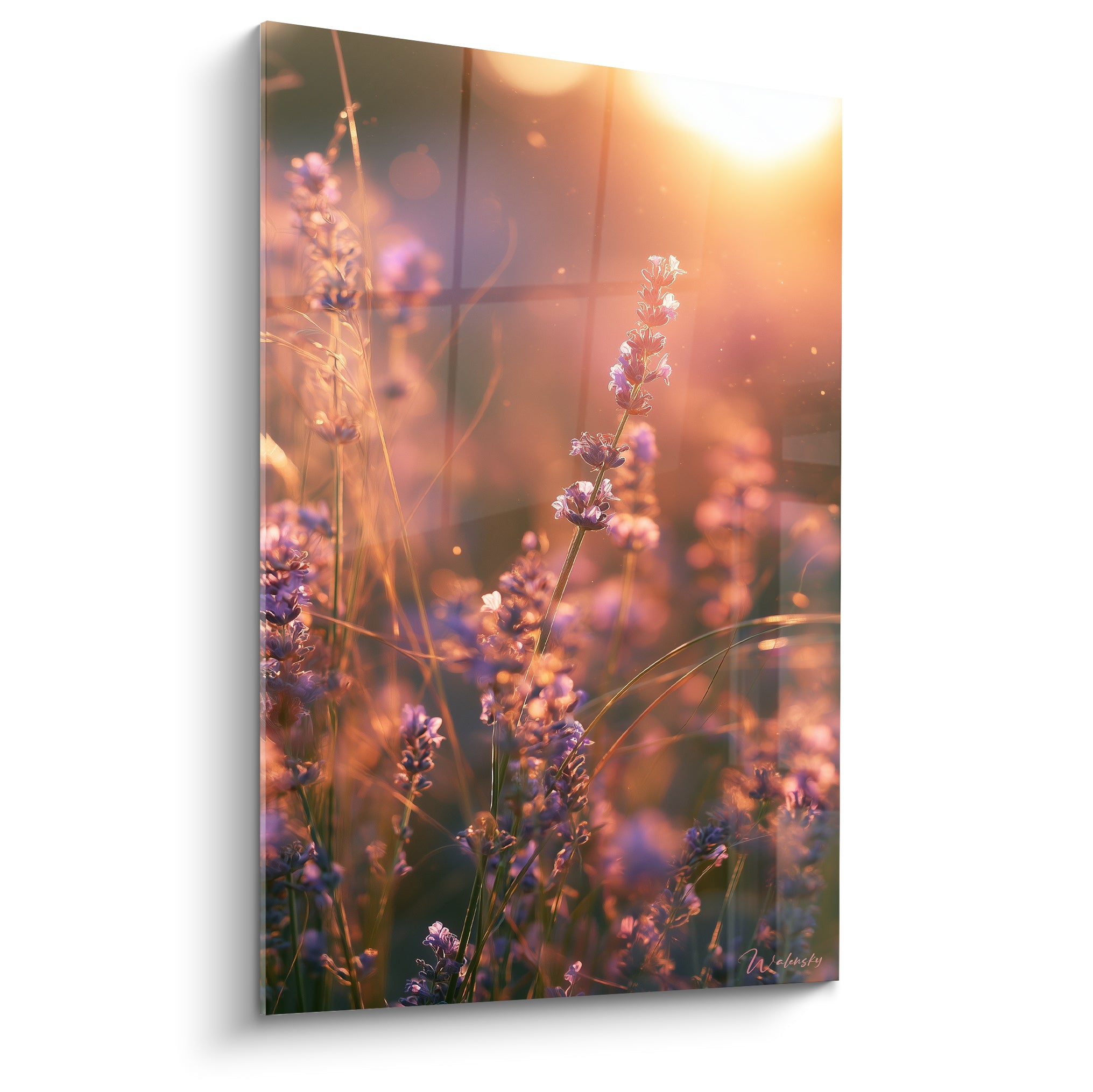Épis de lavande violette et dorée éclairés par un coucher de soleil intense