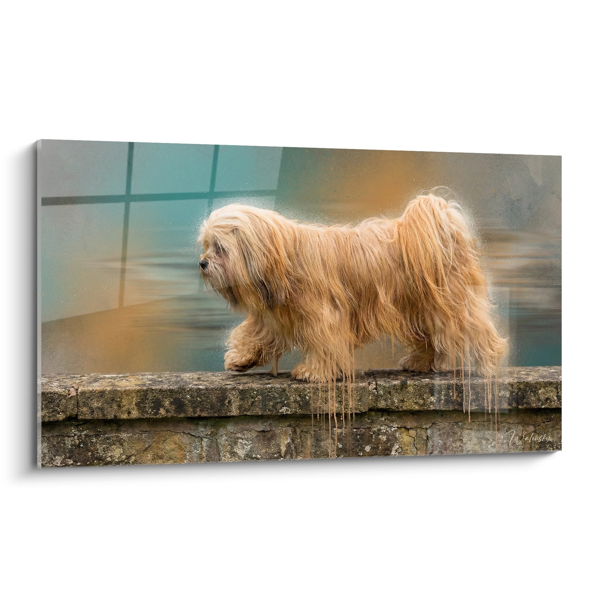 Tableau Lhassa Apso aux poils dores sur muret de pierre avec reflets turquoise arriere-plan urbain