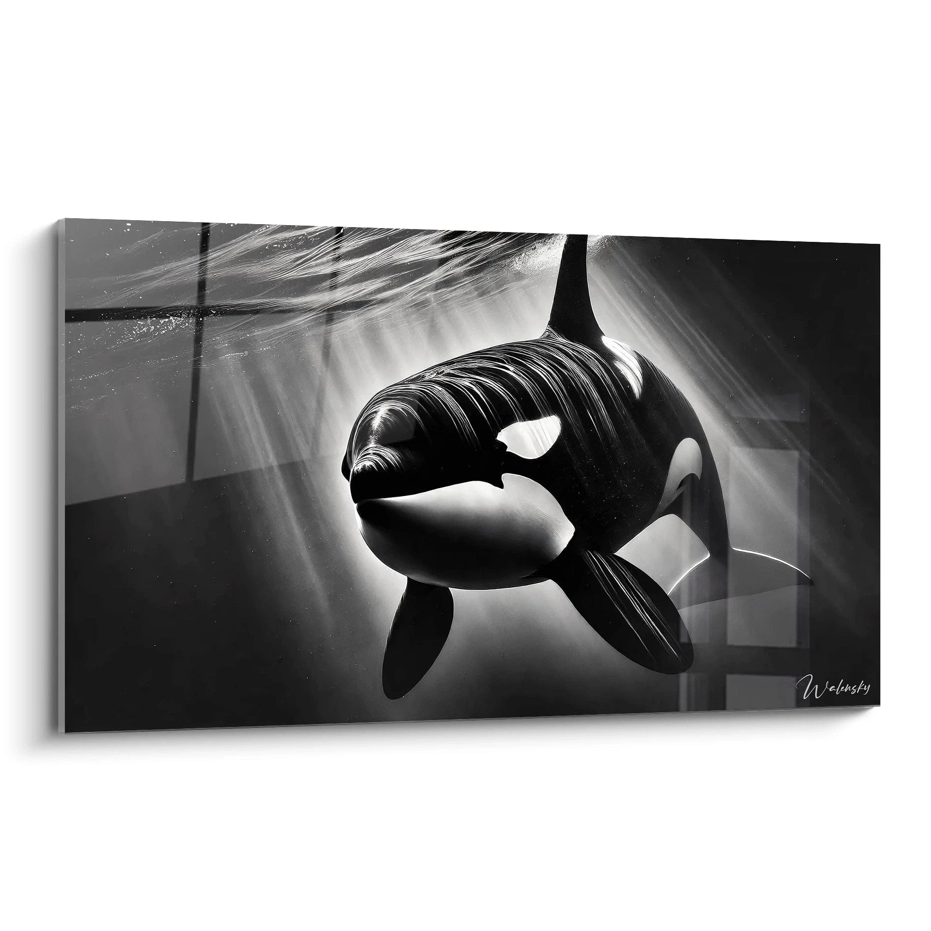 tableau orque vu de biais mettant en valeur ses nuances noir blanc et gris avec des détails subtils d ombres et de lumières pour une ambiance océanique mystérieuse
