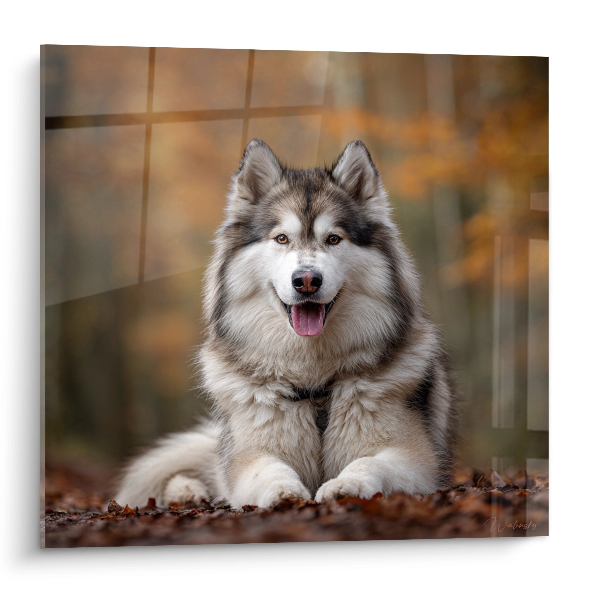 Portrait malamute alaska allongé langue pendante pelage gris blanc lumière dorée automnale tableau décoratif