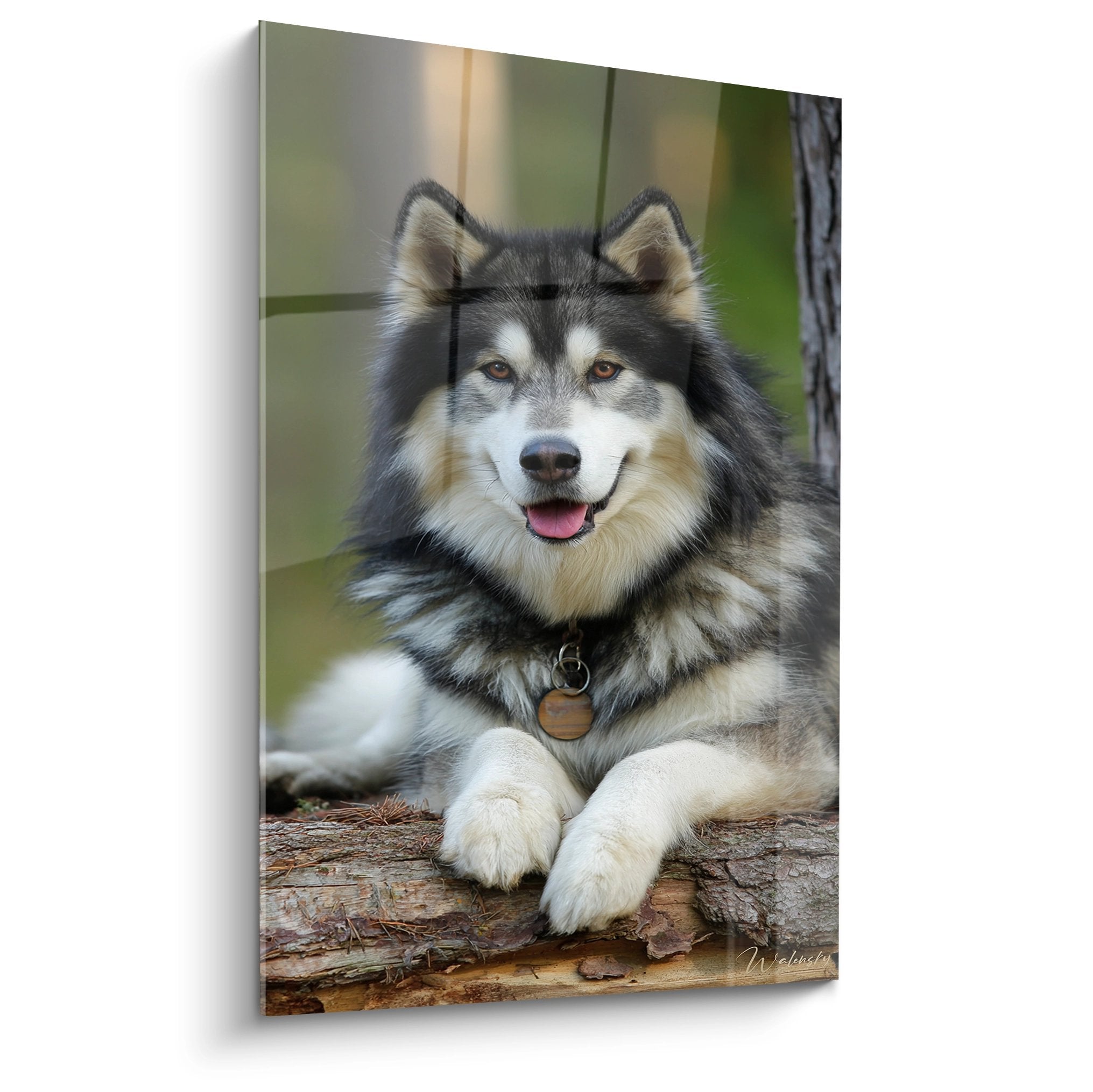 Portrait de Malamute Alaska aux yeux ambrés allongé sur tronc d'arbre avec collier en cuir - Tableau chien nordique