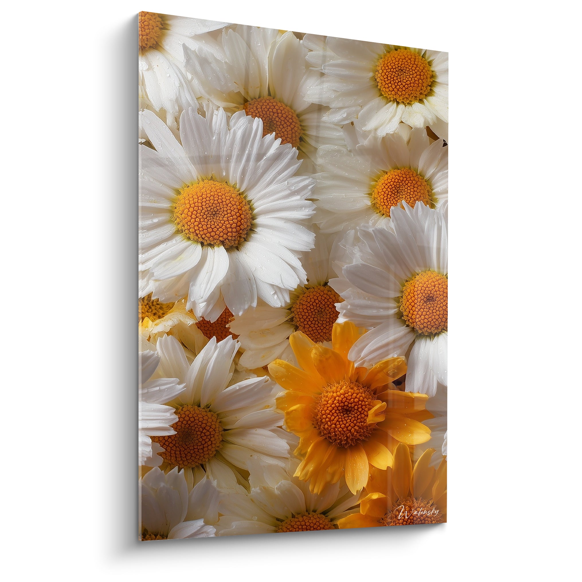 Marguerites blanches aux coeurs orangés en gros plan, pétales perlés de rosée matinale