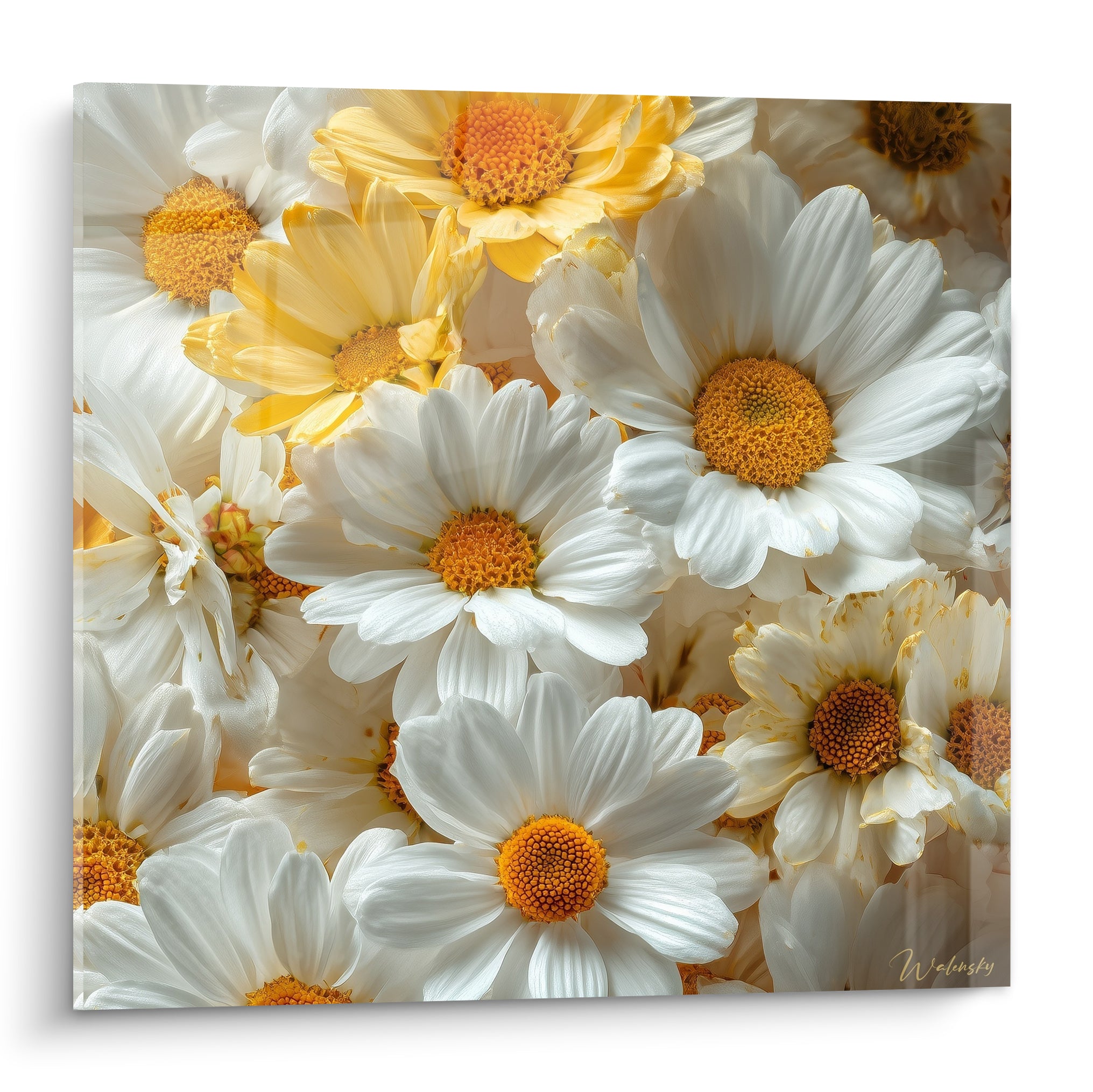 Marguerites blanches aux cœurs dorés serrées, pétales texturés et lumière douce sur la toile