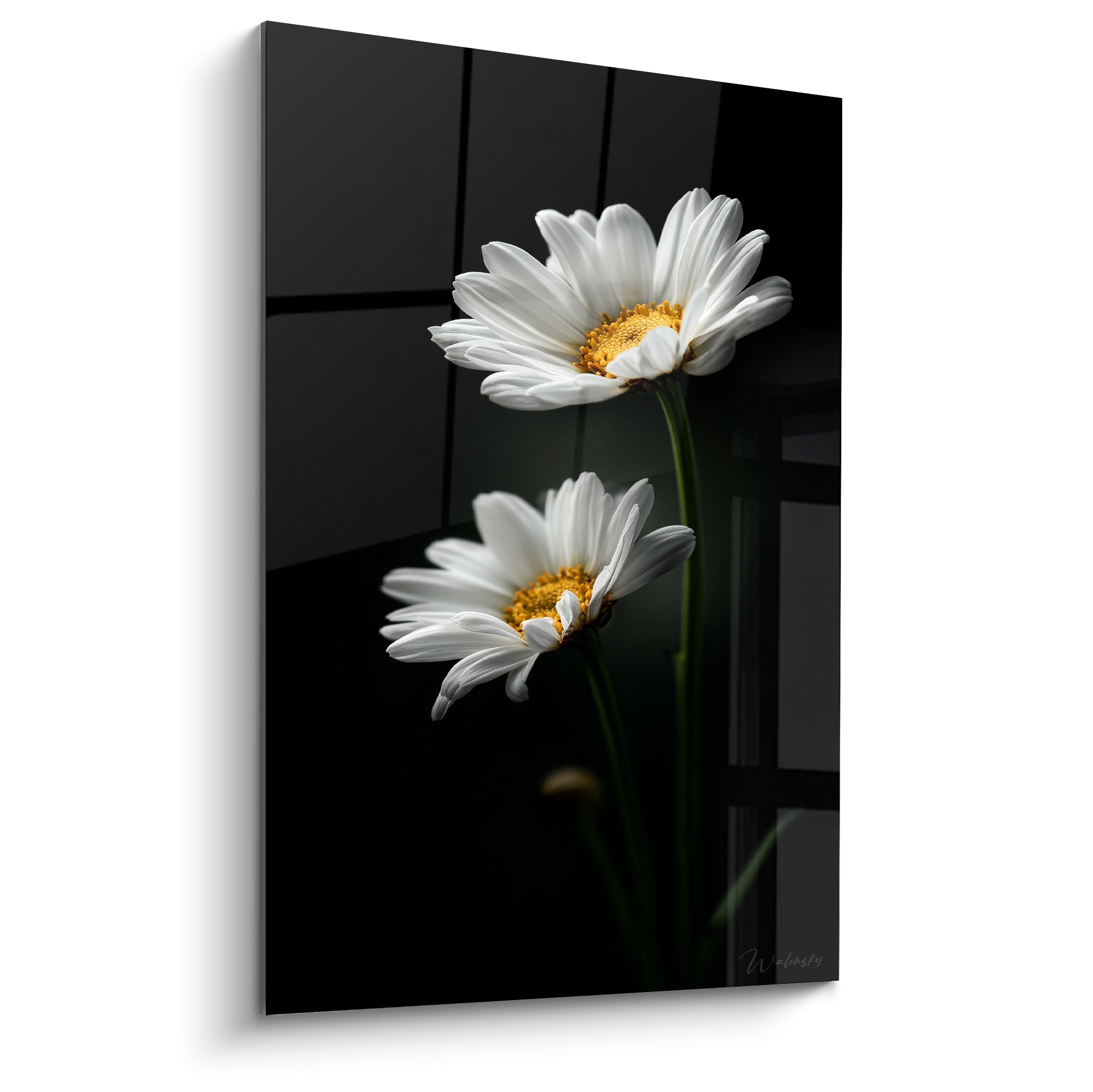 Marguerites blanches au cœur doré se détachant sur un fond anthracite profond et structuré