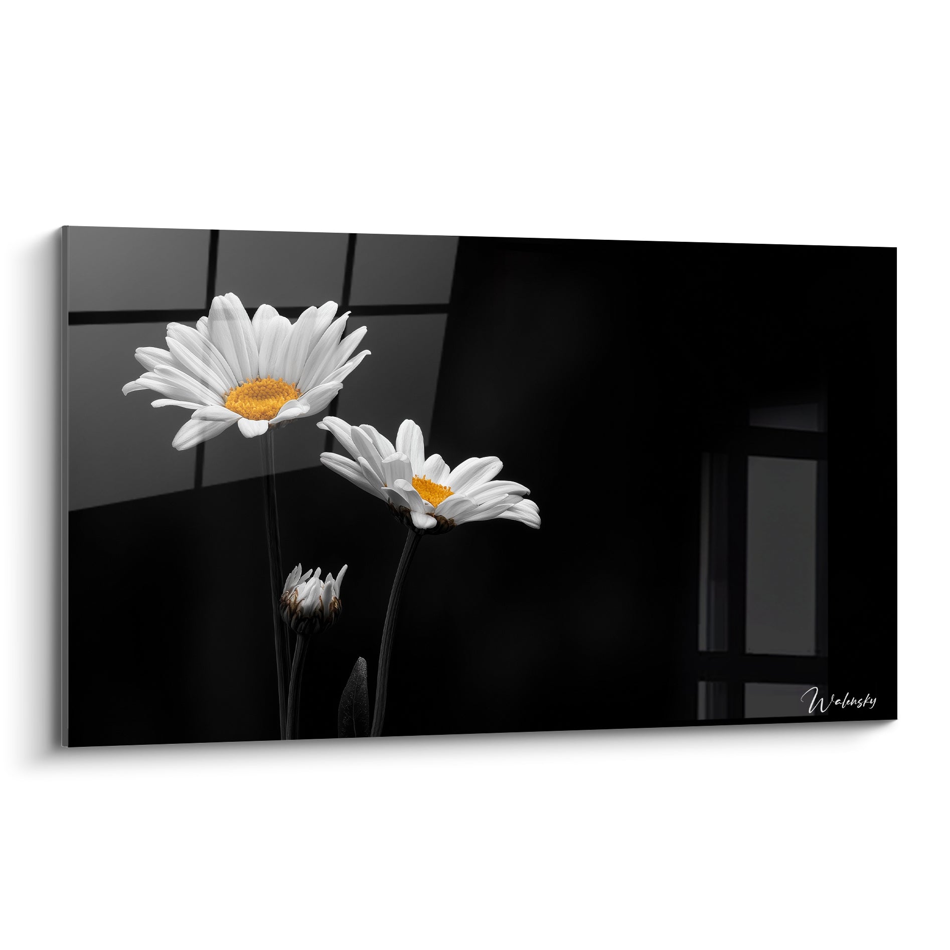 Marguerites blanches au cœur doré se détachant sur un fond anthracite profond et sobre