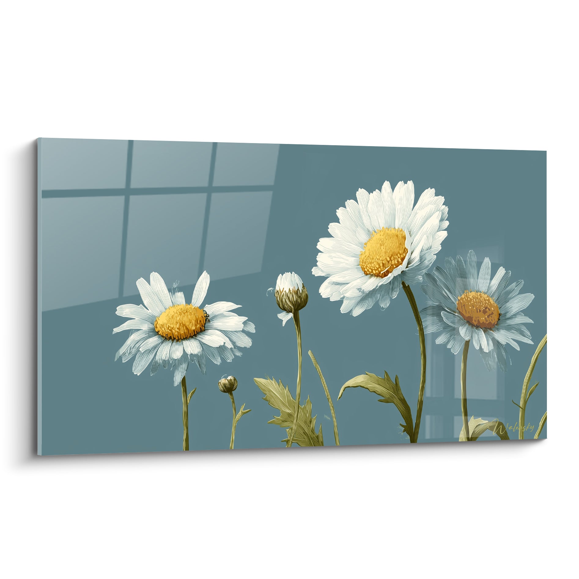 Marguerites blanches aux cœurs jaune doré sur fond bleu ardoise, style illustration botanique précise