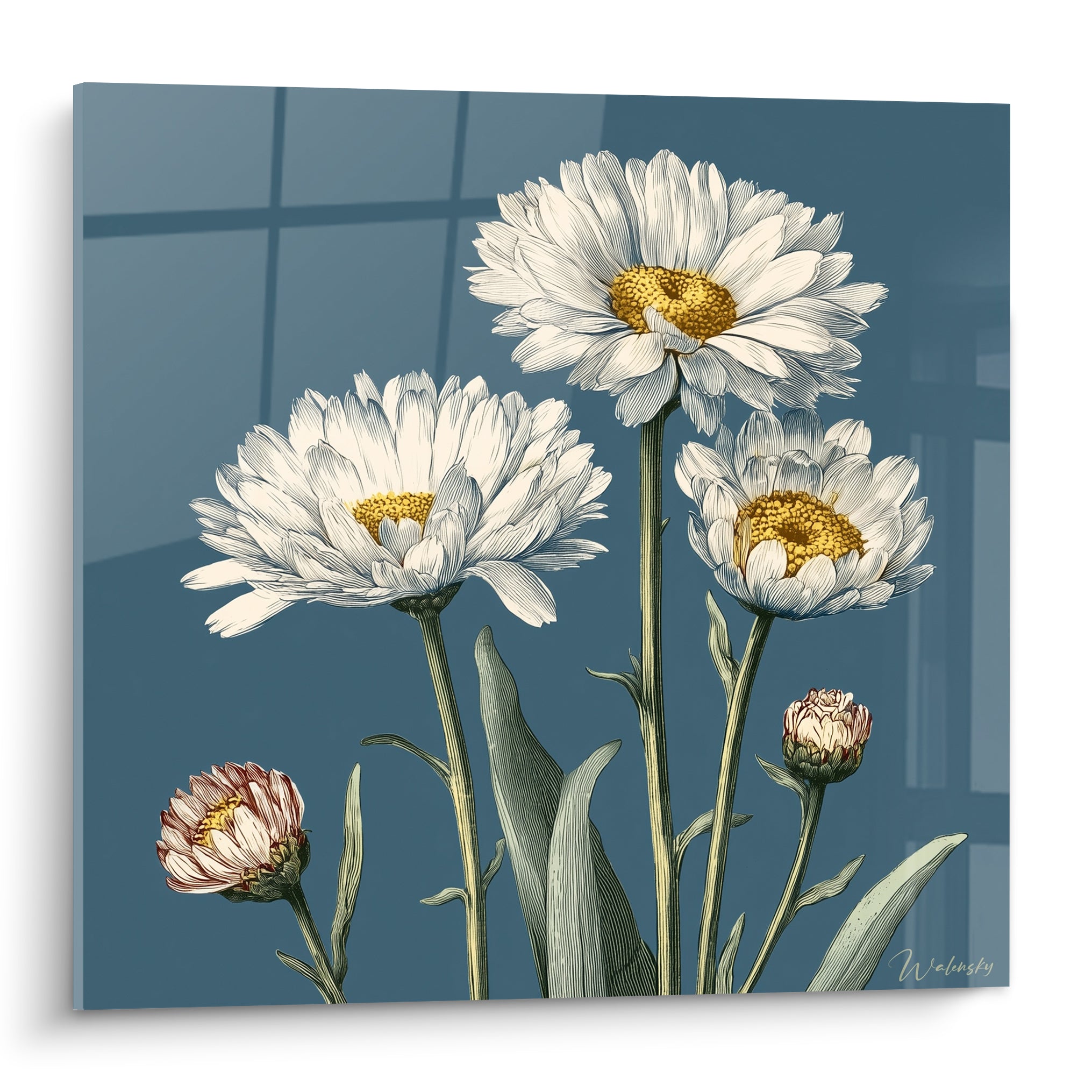 Marguerite blanche aux cœurs dorés se déploie sur un fond bleu ardoise, style botanique illustré