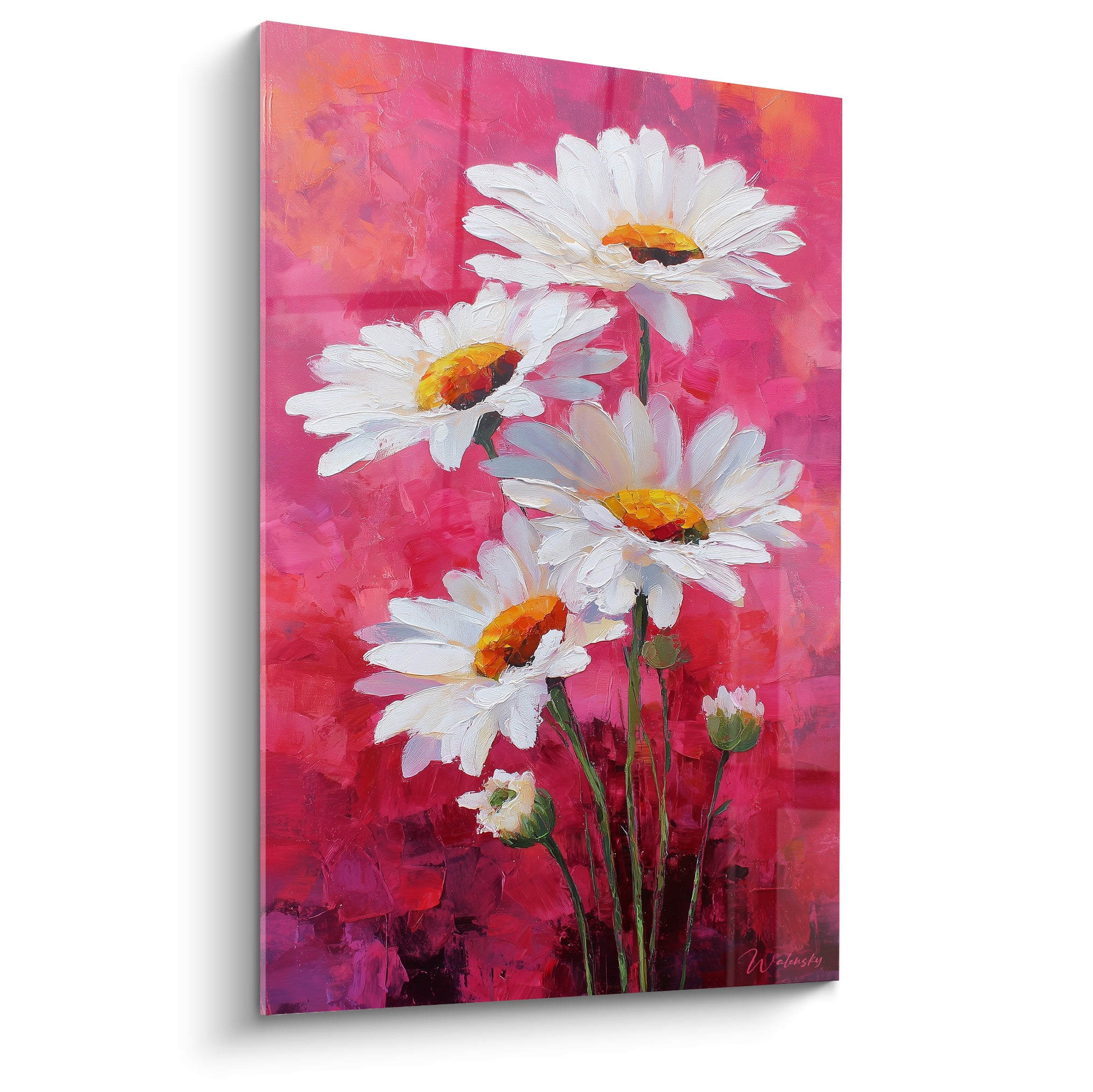 Marguerites blanches aux cœurs dorés se détachant sur un fond rose fuchsia texturé et vibrant