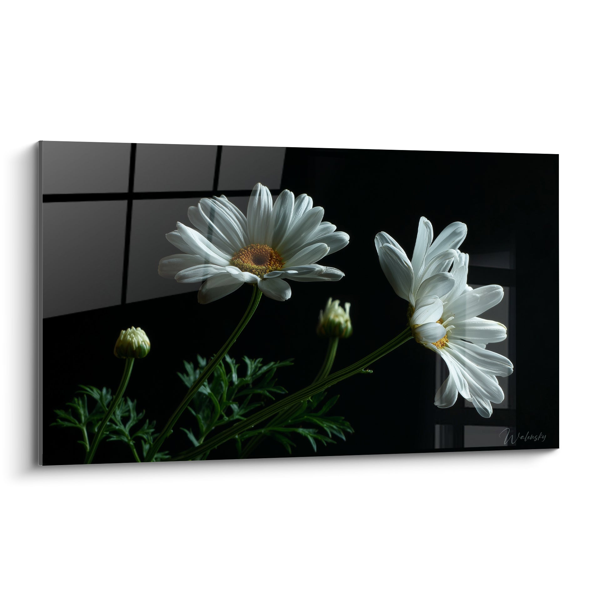 Marguerites blanches aux cœurs dorés se déploient sur un fond noir intense et contrasté