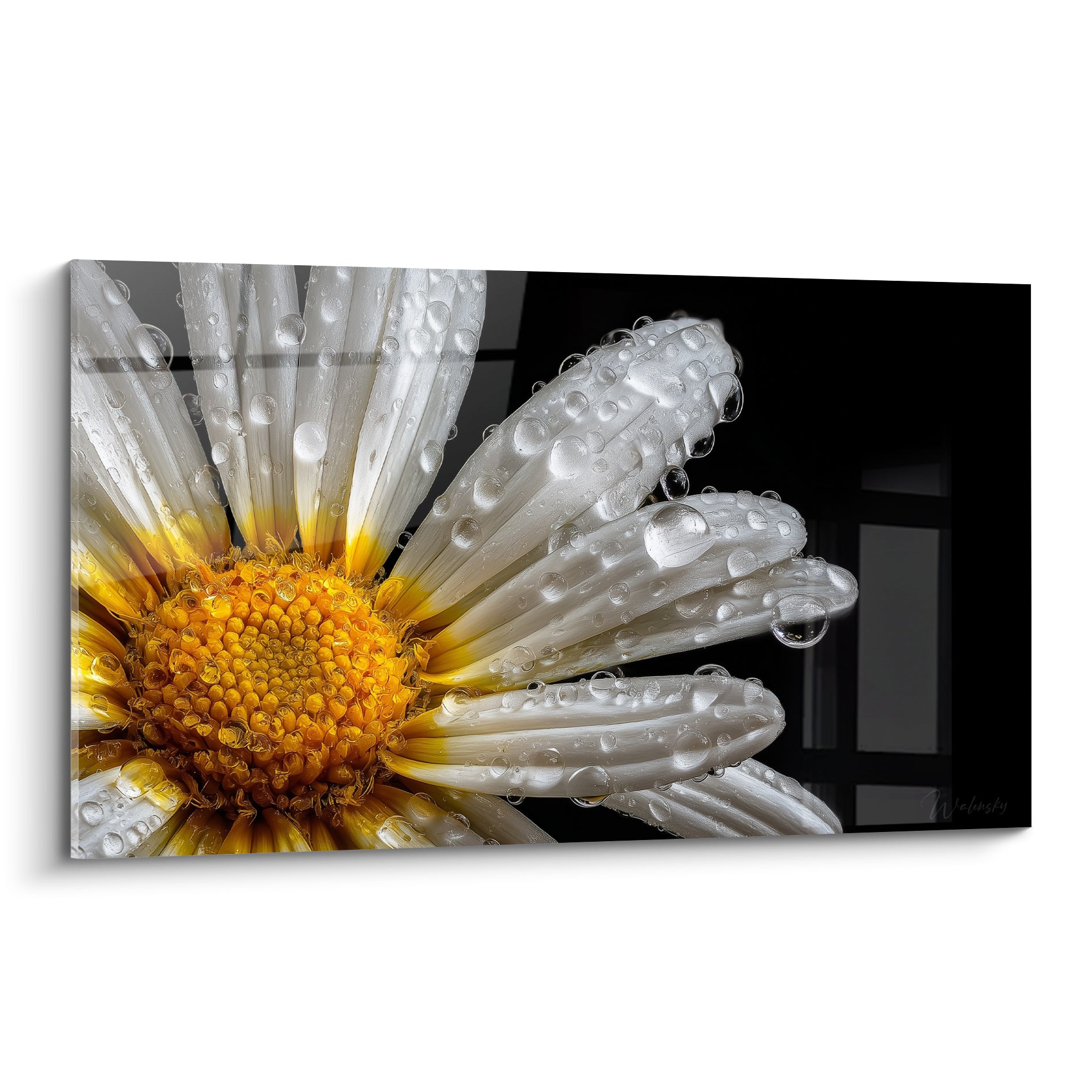 Marguerite blanche aux pétales perlés de rosée, cœur jaune doré, sur fond noir intense