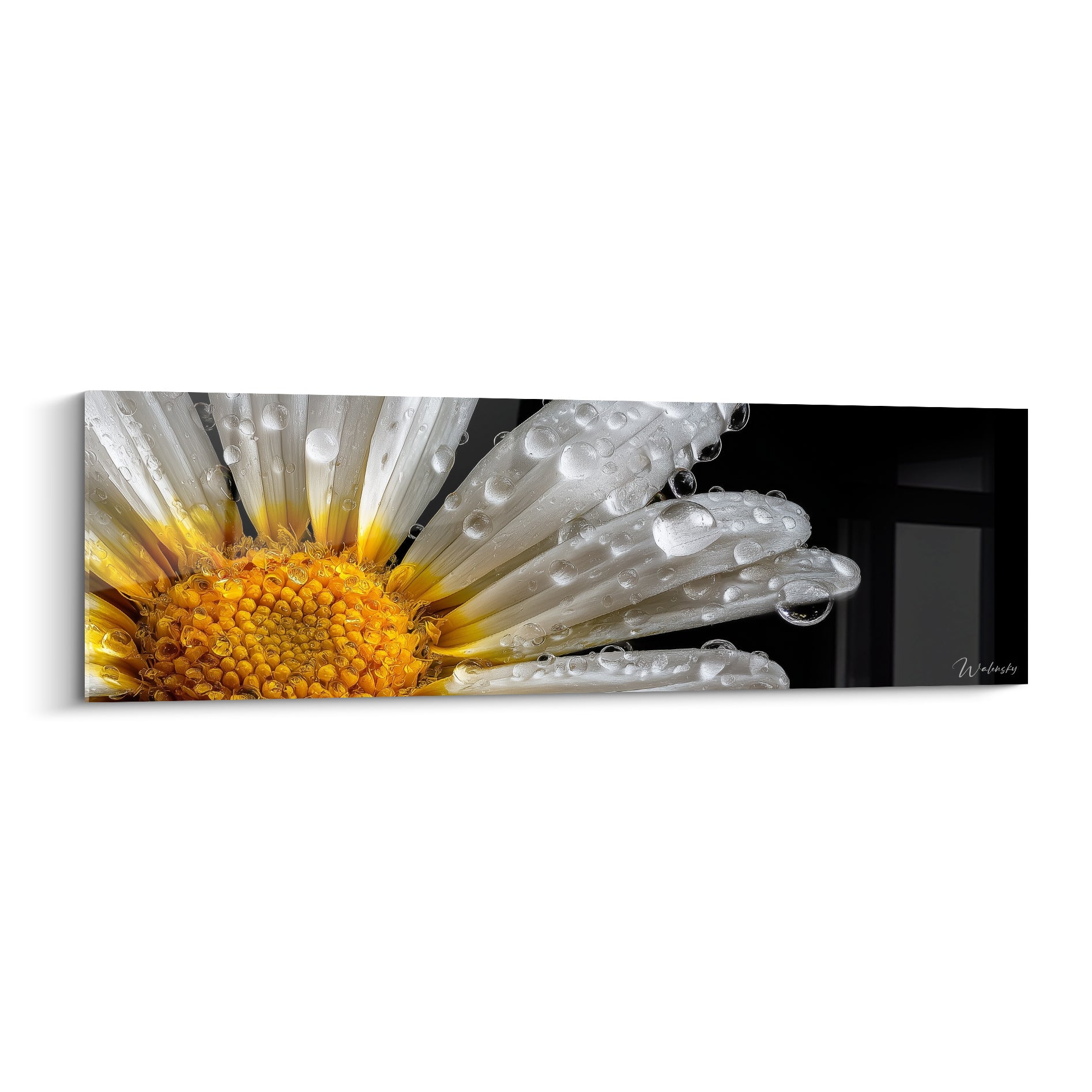 Marguerite blanche aux pétales perlés de rosée, cœur jaune doré, fond noir profond intense
