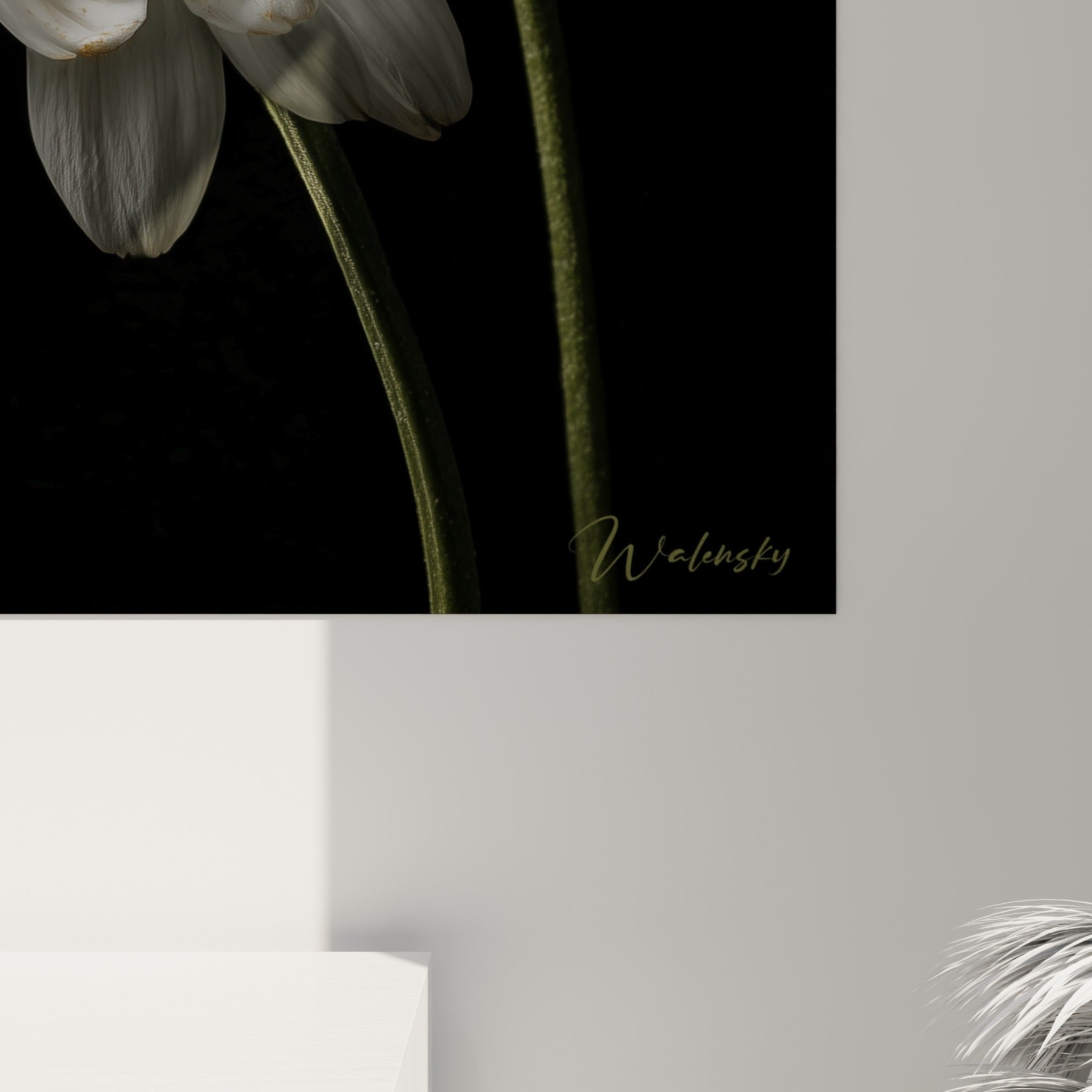 Détail rapproché des pétales blancs et du cœur doré granuleux de la marguerite sur toile noire