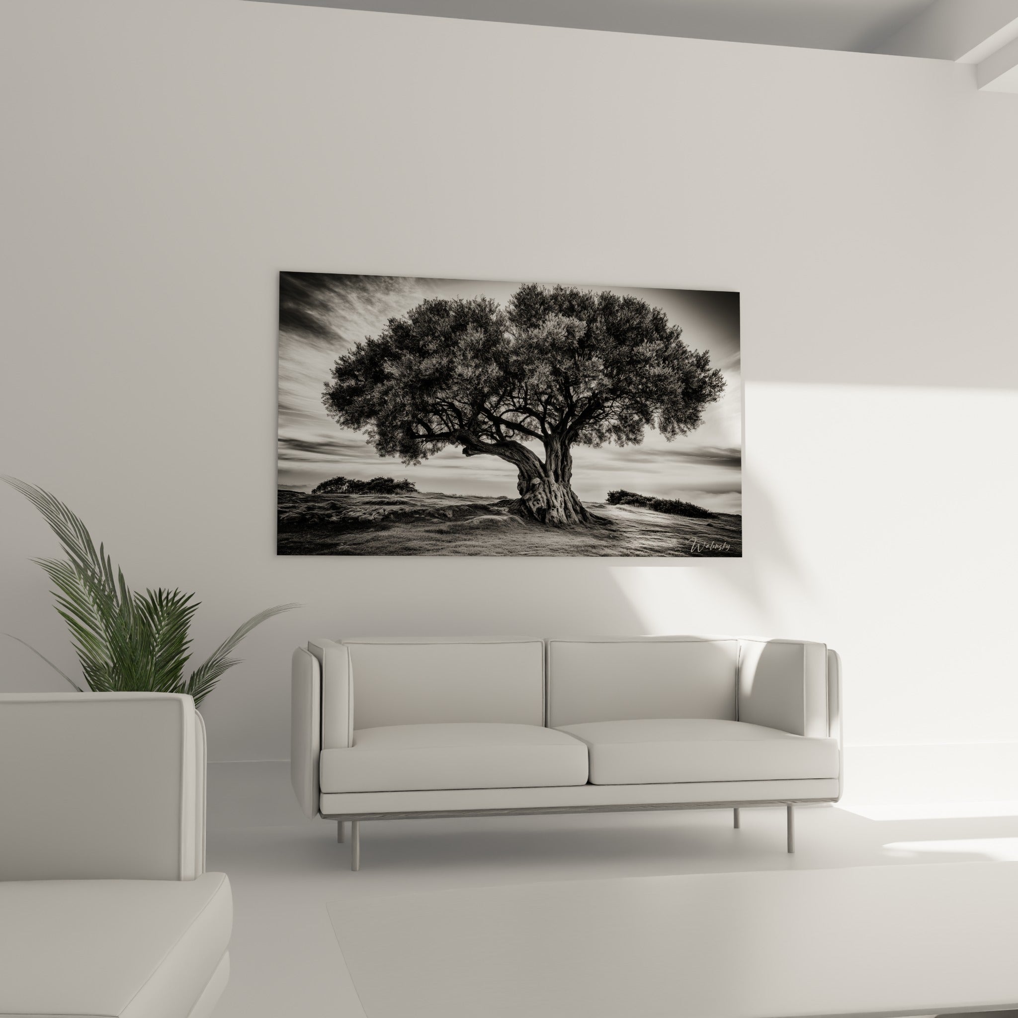 Racines profondes et tronc sombre de cet olivier photographié, au-dessus d'un canapé dans un salon lumineux
