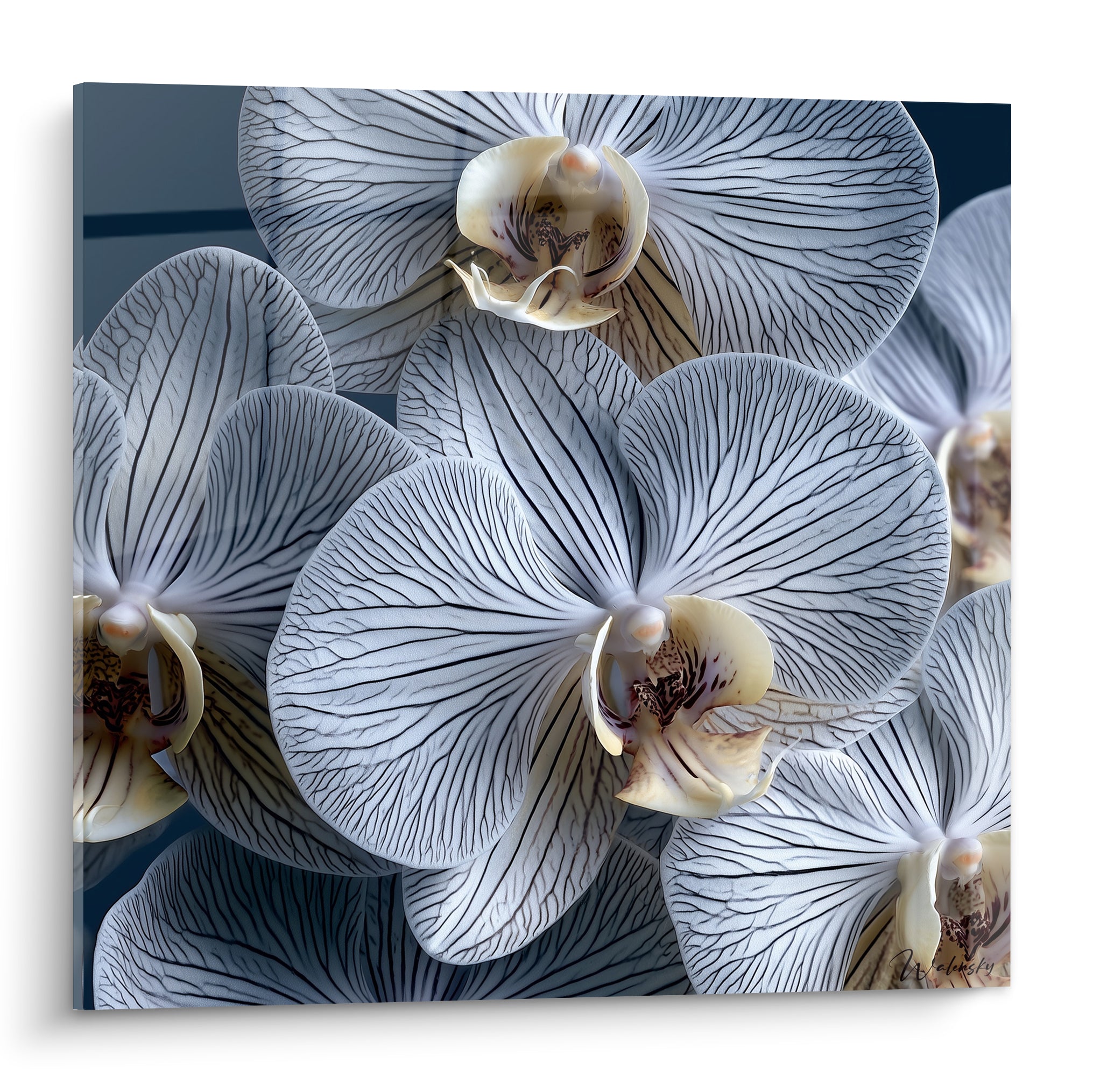 Orchidées blanches aux nervures anthracite en gros plan, pétales veinés et cœur crème tacheté