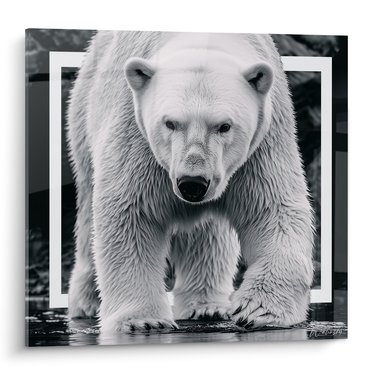 Ours polaire blanc et gris avançant, regard fixe, cadre géométrique blanc sur fond anthracite