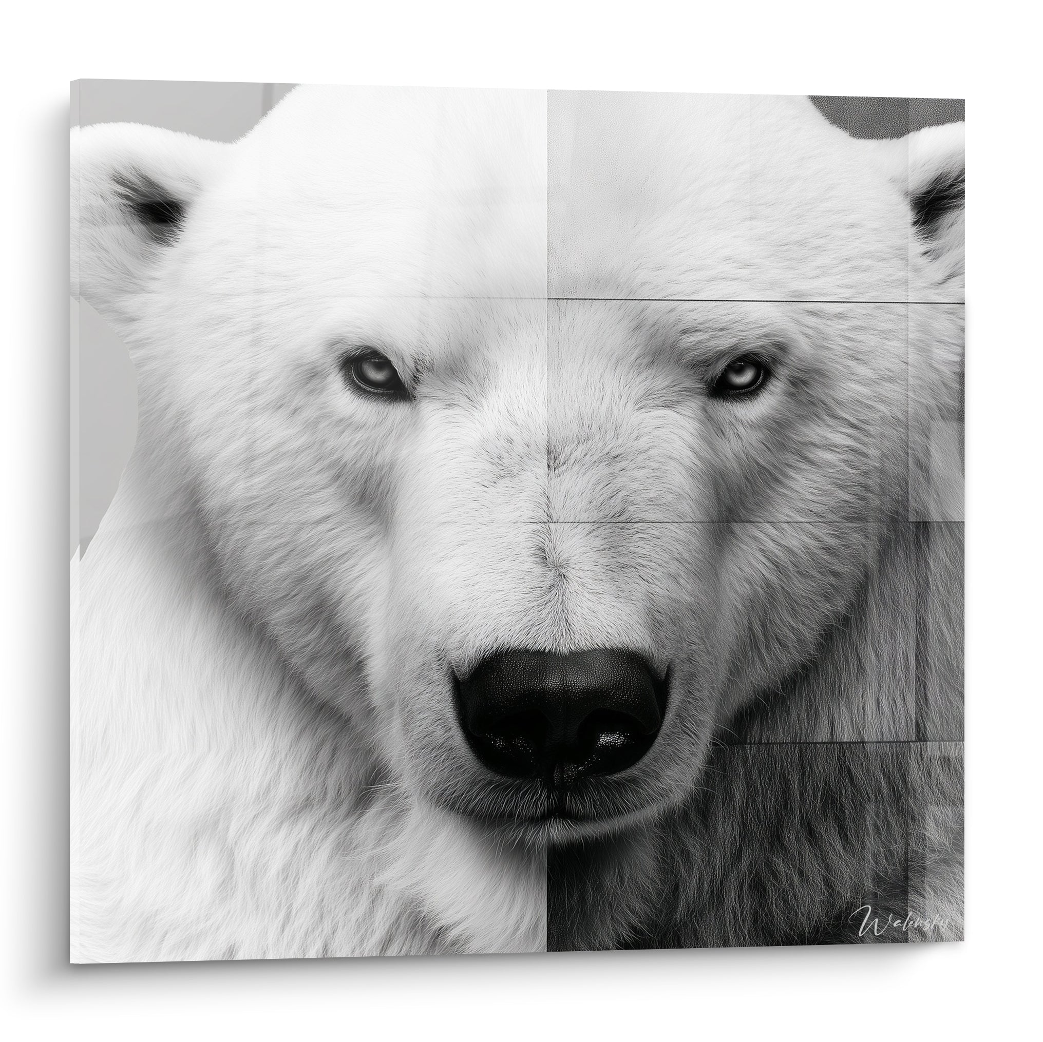 Ours polaire au regard gris intense, museau noir, fourrure blanche texturée en noir et blanc