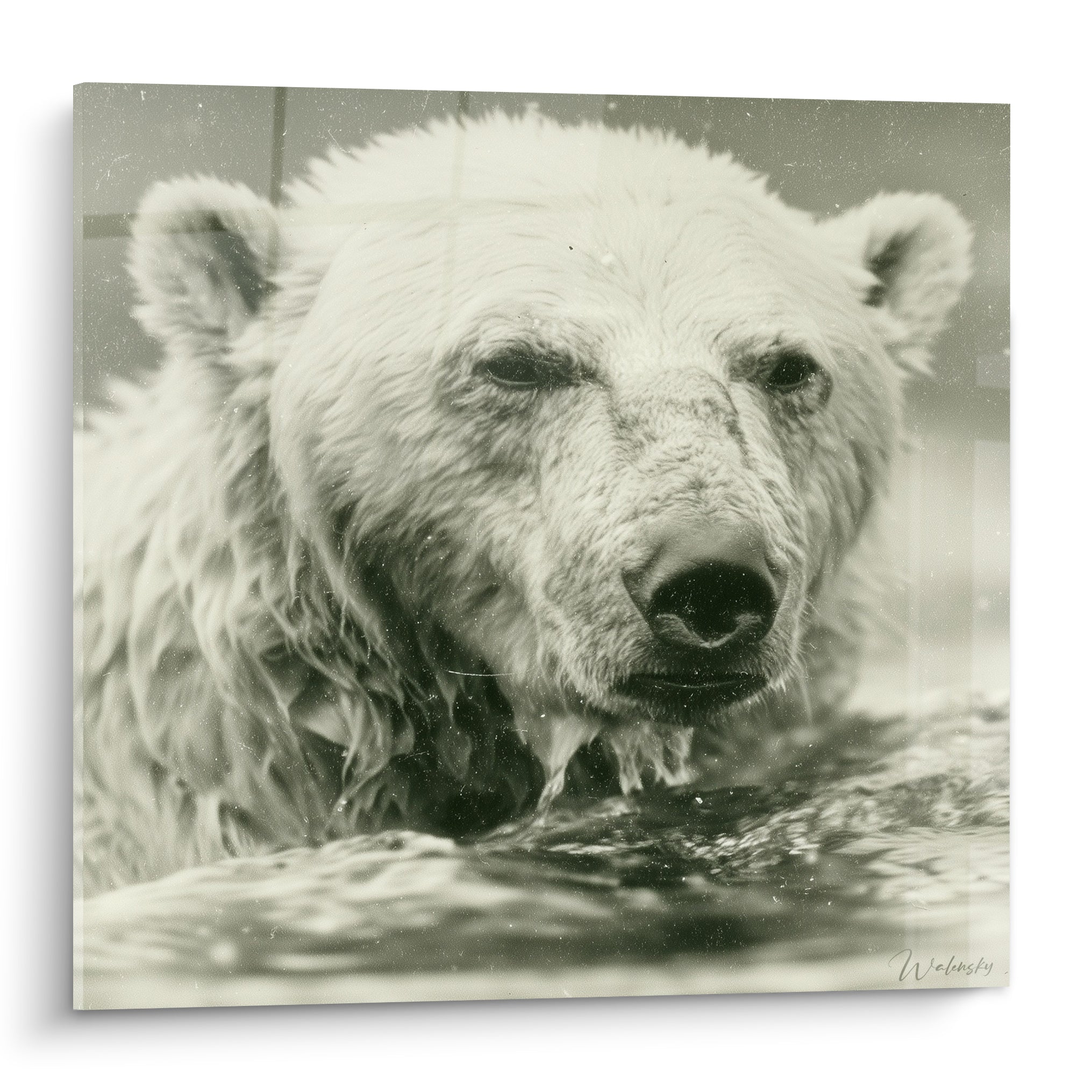 Ours polaire émergeant d'une eau sombre, pelage mouillé sépia et beige, regard intense en gros plan