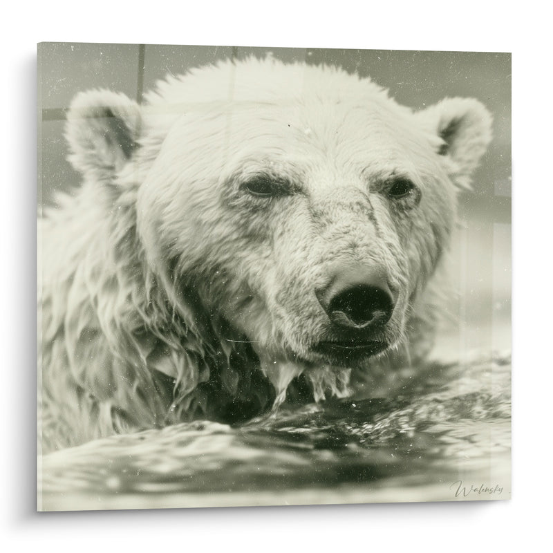 Tableau Ours polaire au pelage gris et blanc émergeant de l'eau - Photographie ancienne vintage - Edition Ours polaire