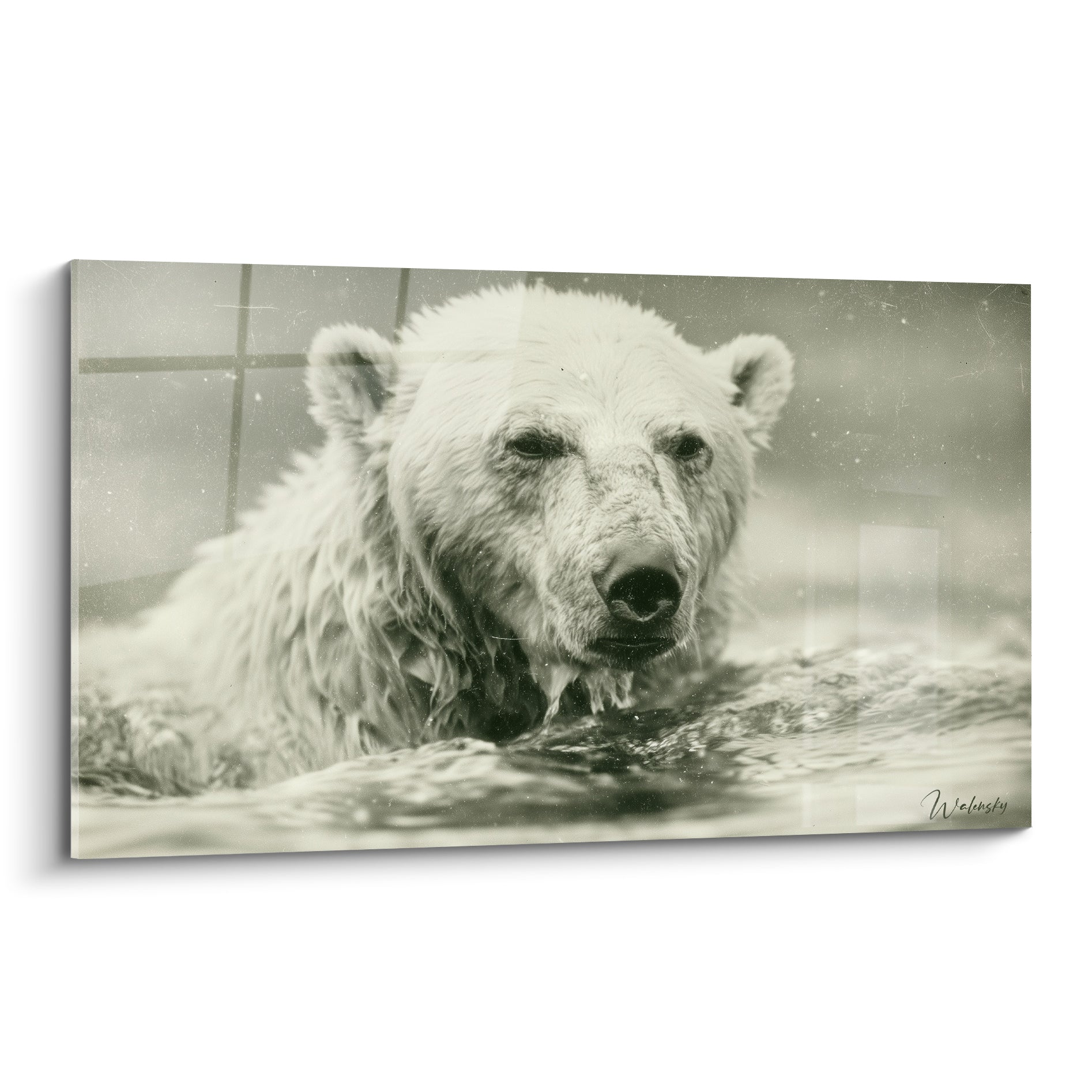 Ours polaire blanc et gris émergeant de l'eau, regard fixe, fourrure ruisselante en gros plan