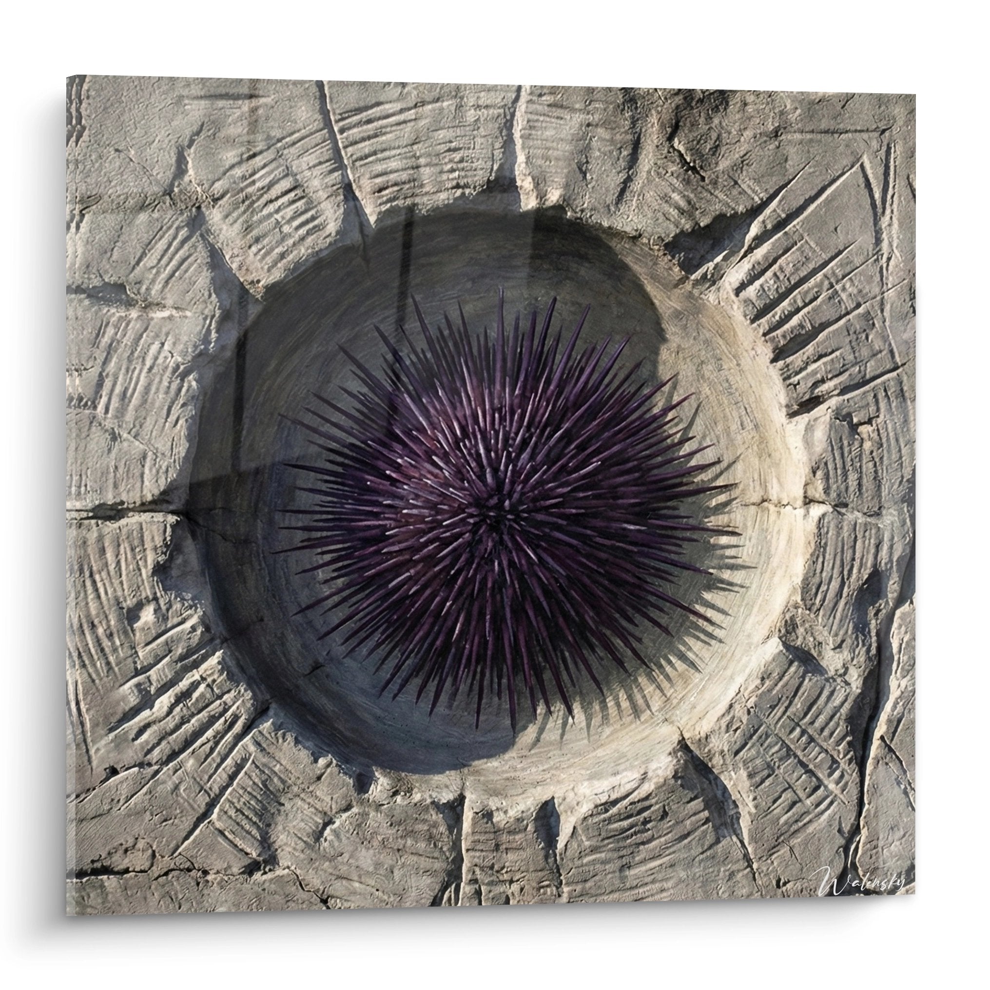 Lila versteinerter Seeigel mit strahlenden Stacheln auf beiger Felsstruktur, strukturiertes Kunstwerk, marine Naturkunst, Wanddekoration