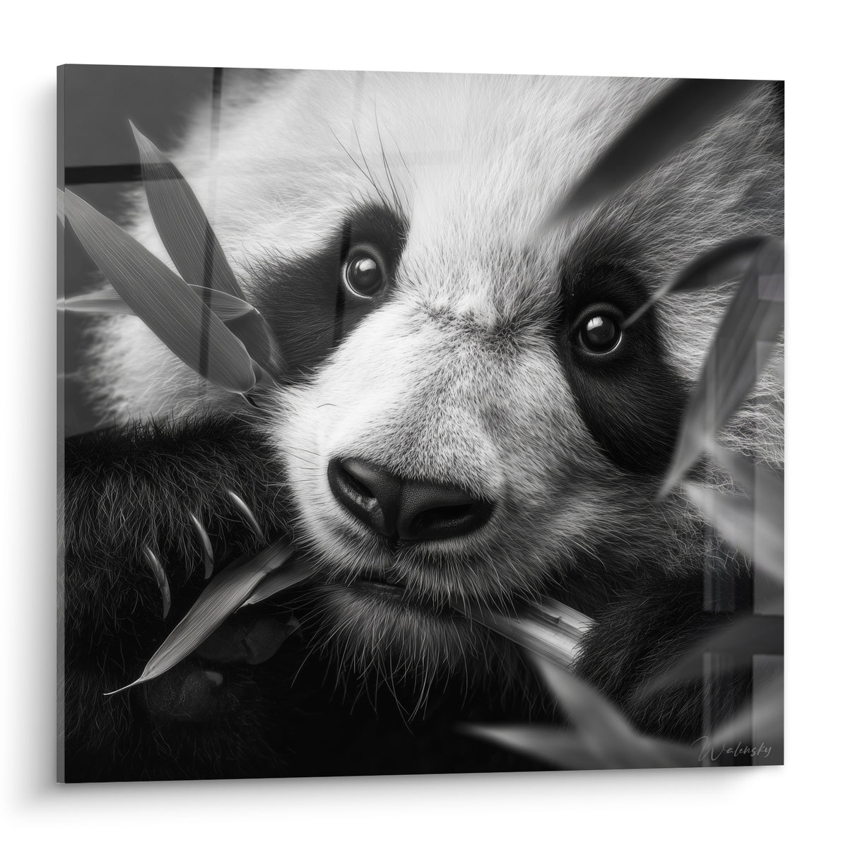 Panda noir et blanc mordillant des feuilles de bambou, regard perçant et pelage texturé