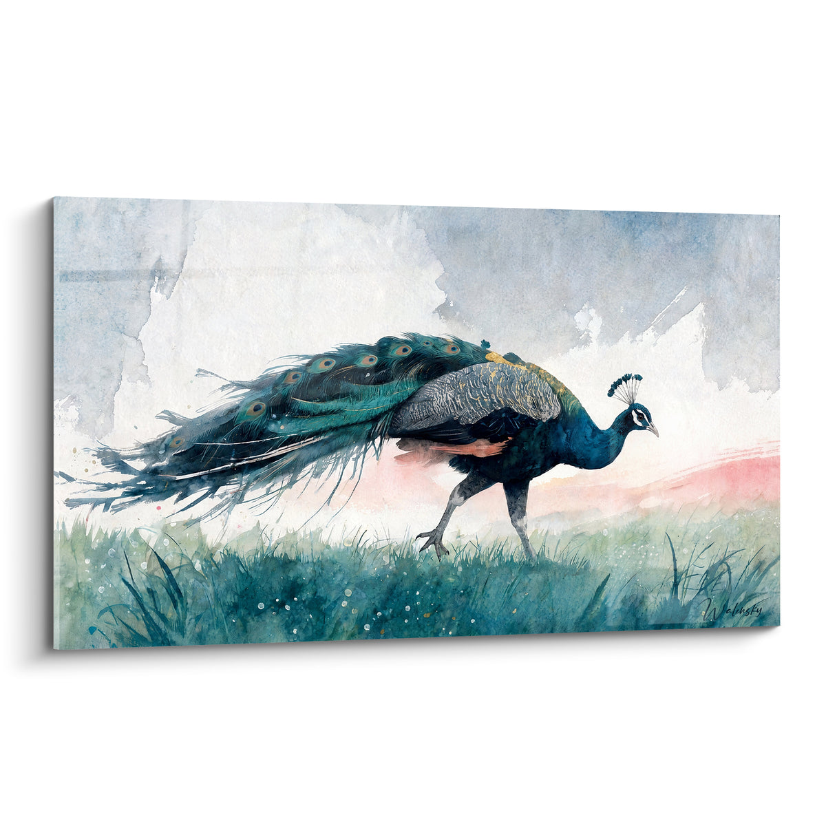 Paon bleu sarcelle marchant, traîne déployée, fond aquarelle gris et rose poudré