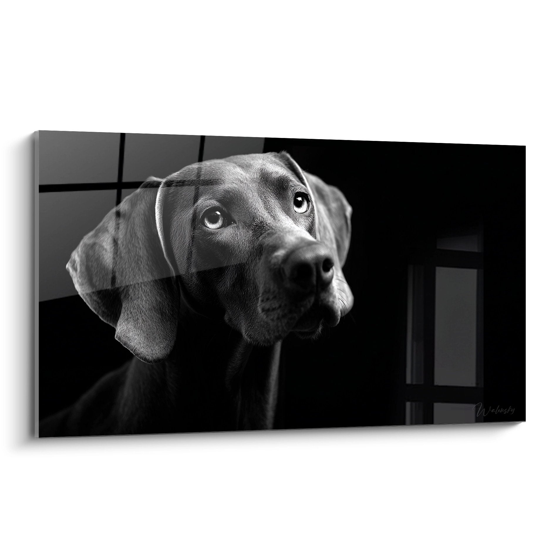 Portrait noir et blanc d'un Weimaraner au regard mélancolique et contemplatif sur tableau mural artistique