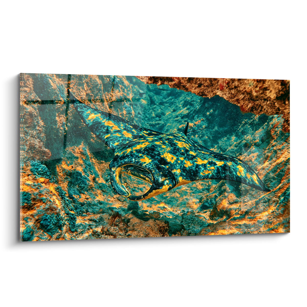 Raie manta turquoise et dorée glissant devant un récif rocheux ocre en pleine mer