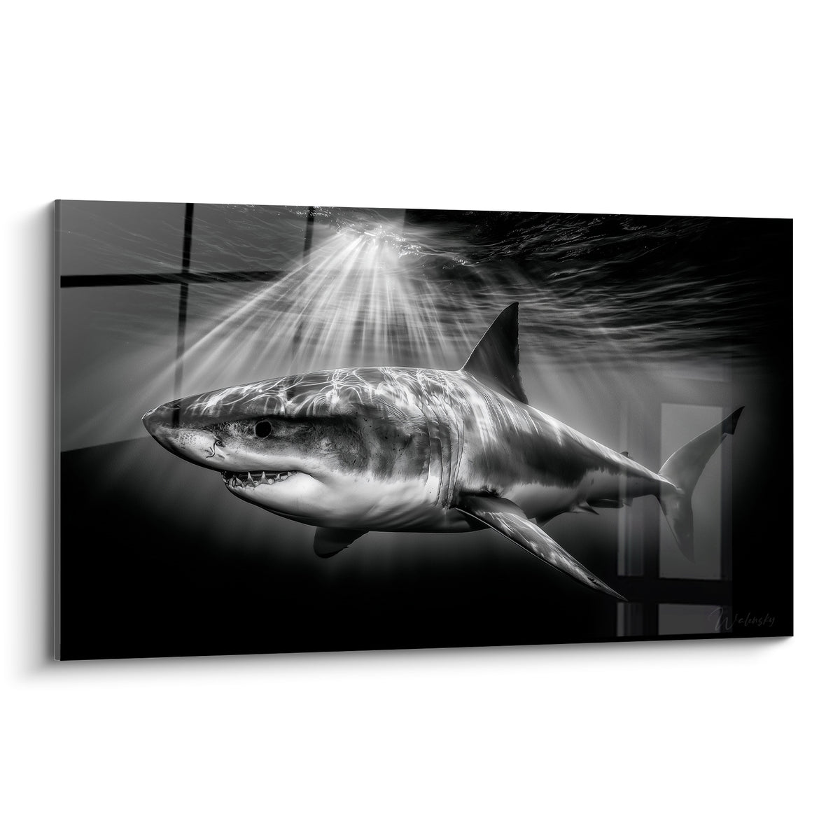 Requin gris et blanc à la gueule entrouverte, traversé par des rayons de lumière sous-marine