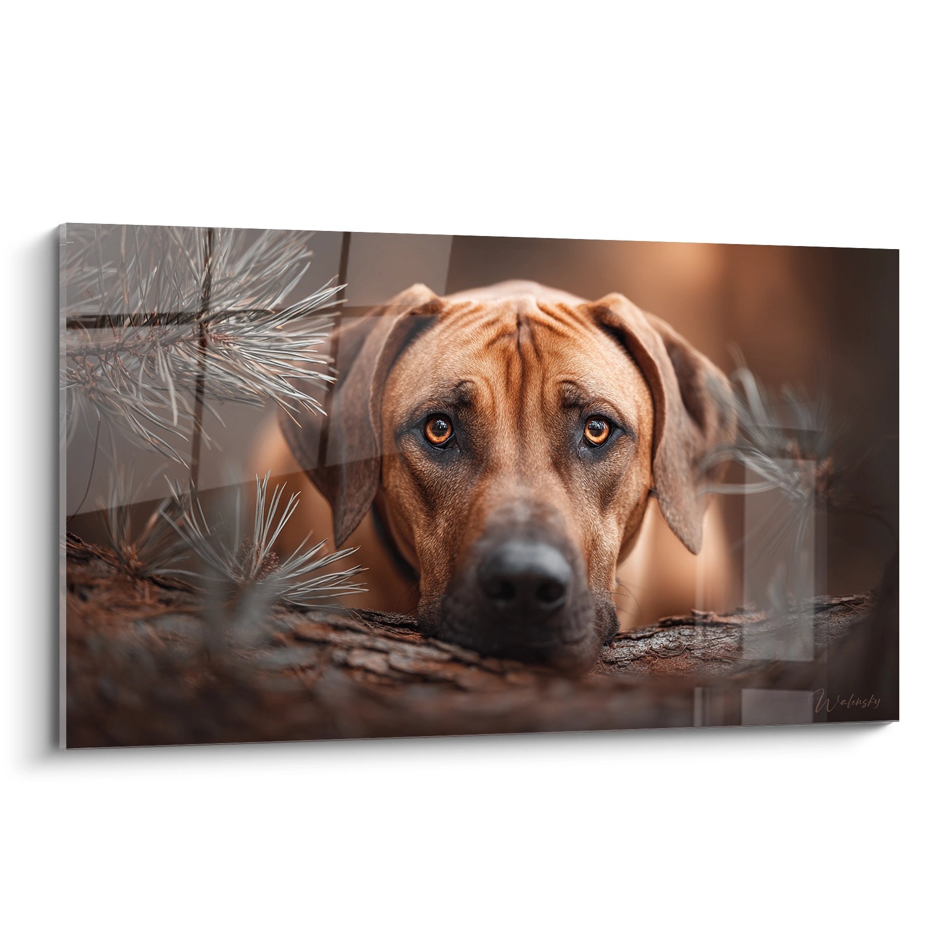 Portrait artistique Rhodesian Ridgeback couché regard ambré intense arrière-plan naturel épines pin tableau mural