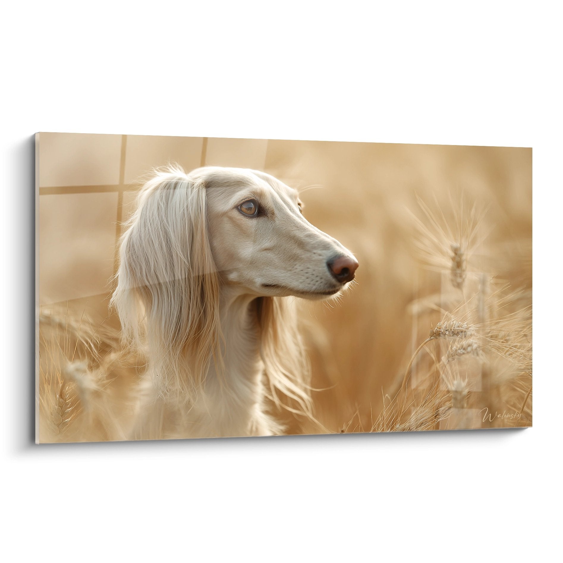 Portrait artistique d'un Saluki blanc aux yeux dorés dans un champ de blés flou, lumière chaude