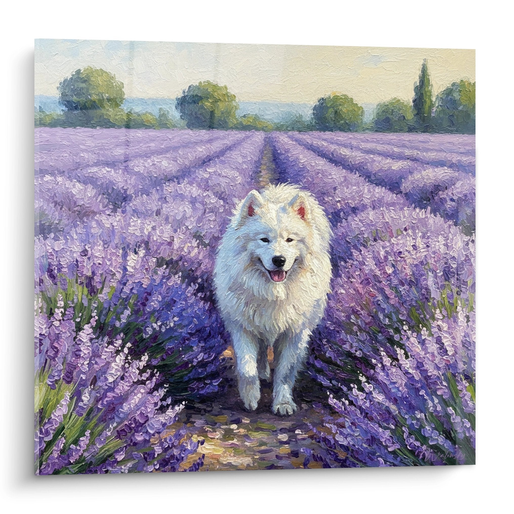 Tableau Samoyède blanc souriant dans rangées lavande violette champ Provence art mural décoratif