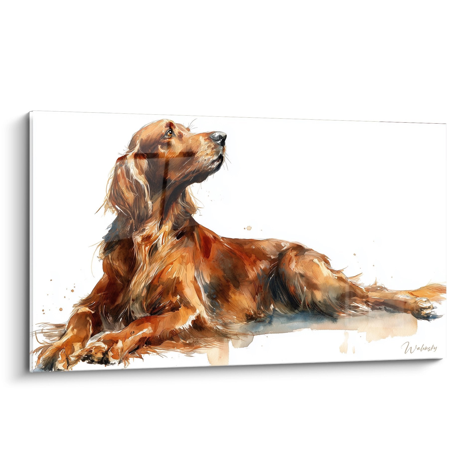 Tableau aquarelle setter irlandais roux allongé regardant vers le haut, pelage cuivré sur fond blanc, art animalier