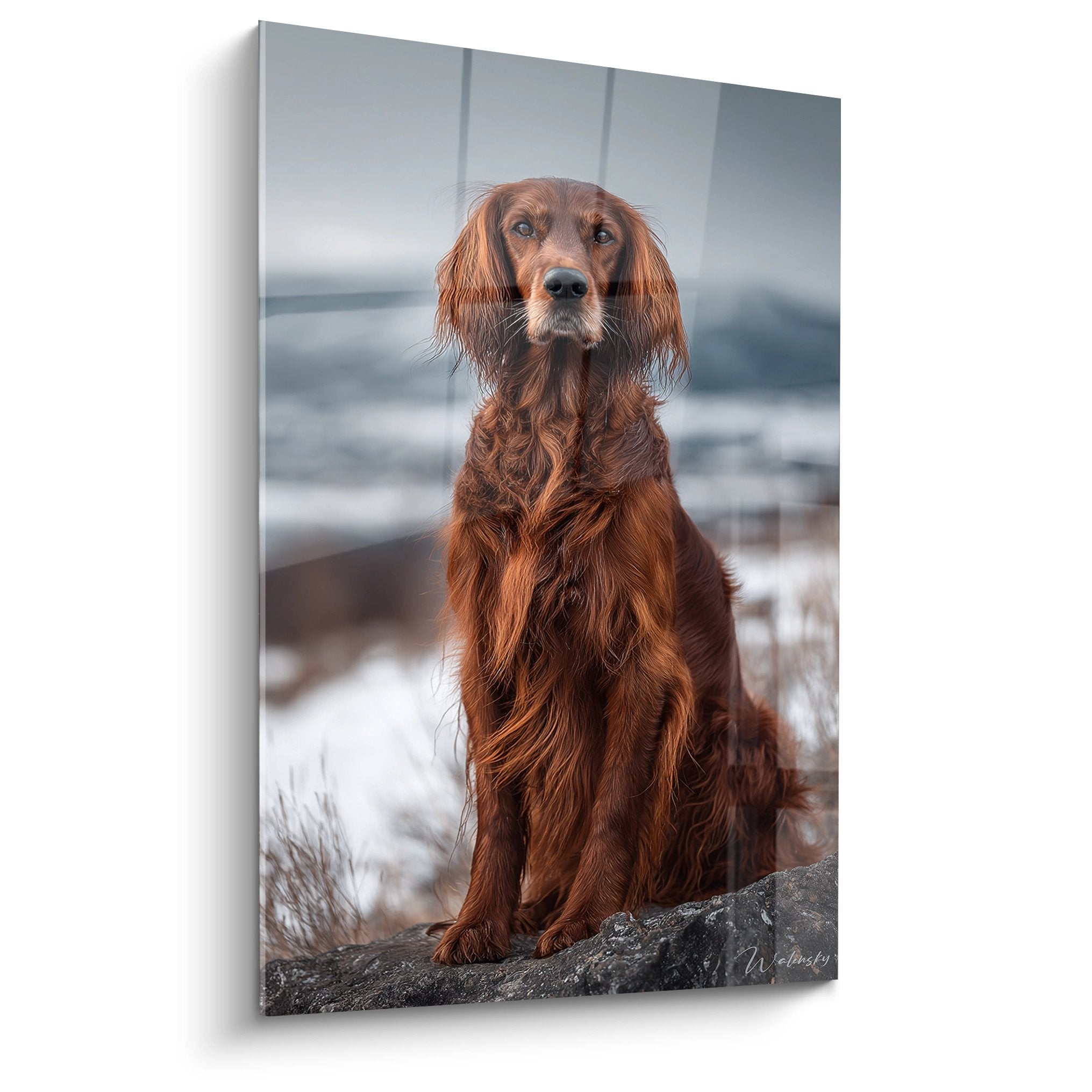 Portrait de Setter Irlandais au pelage roux assis sur rocher dans paysage hivernal enneigé