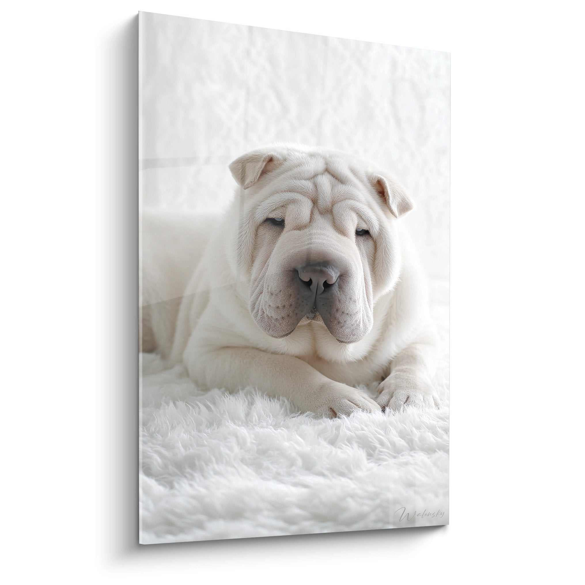 tableau shar pei blanc yeux fermes pose sereine fourrure blanche decoration murale zen
