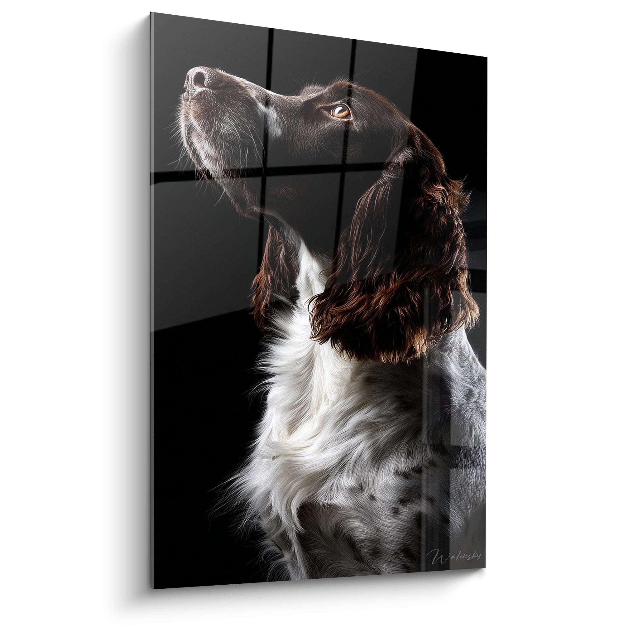 Portrait artistique Springer Anglais noir et blanc regard levé vers le haut fond sombre tableau mural