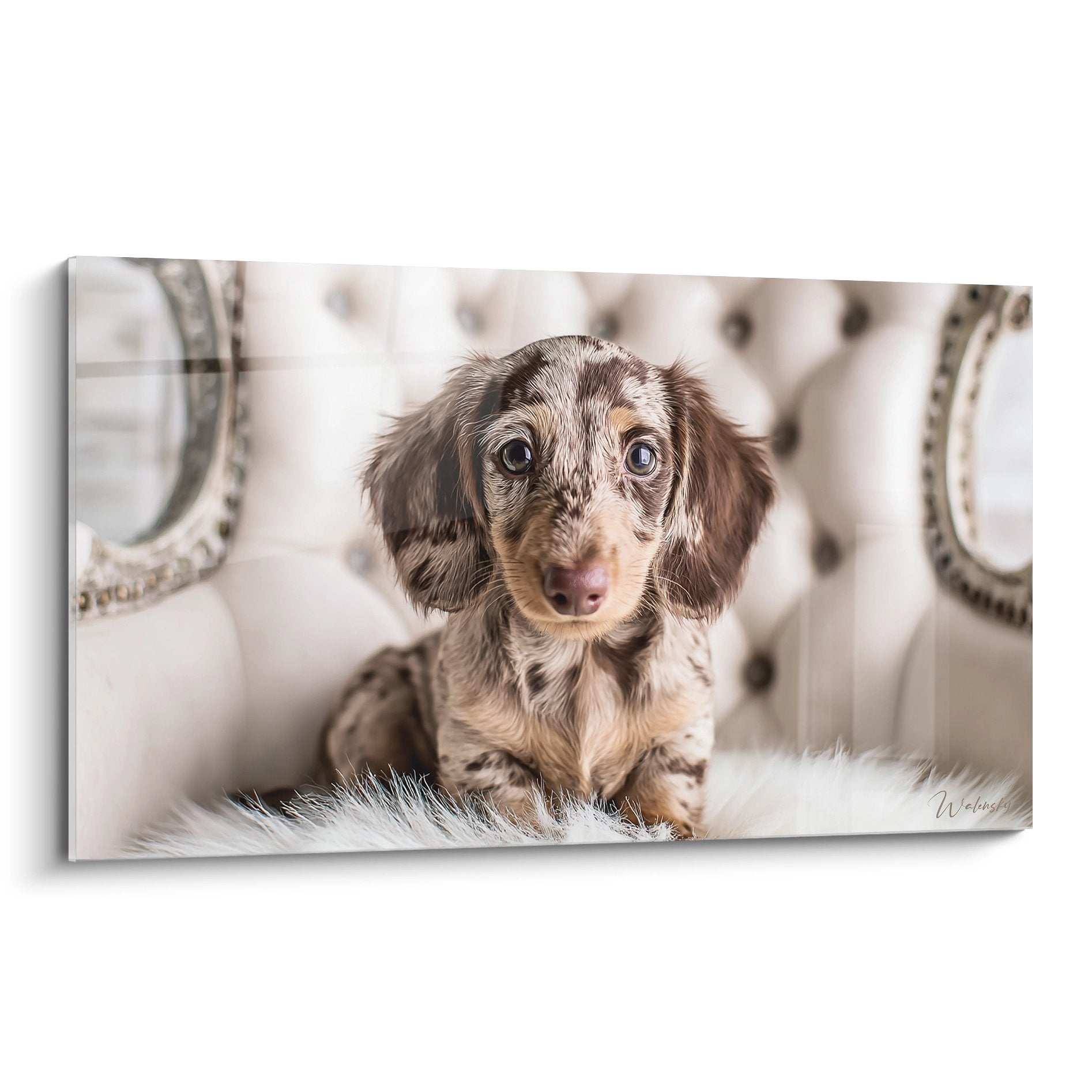 Portrait artistique teckel marbré marron et blanc regard expressif chiot adorable