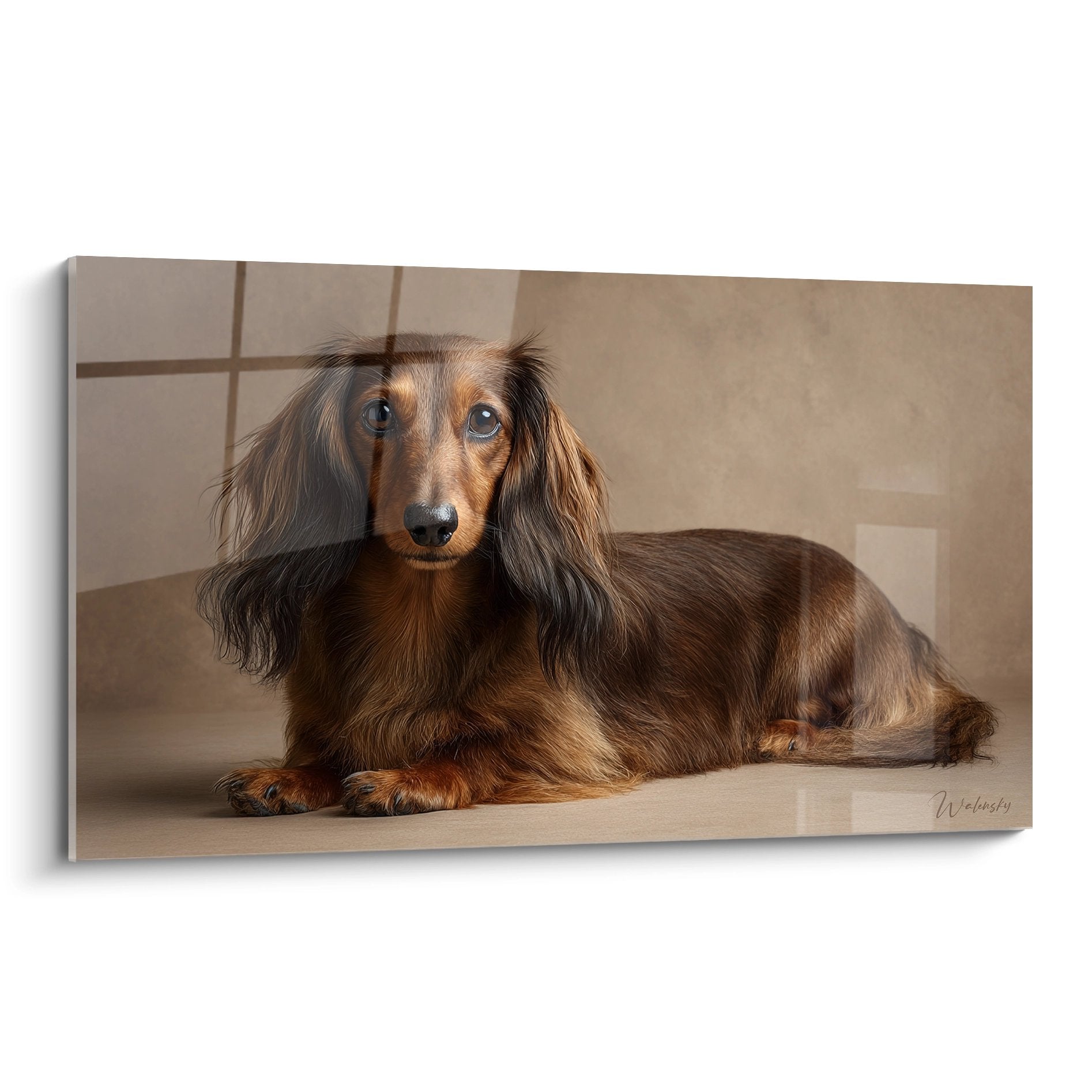 Tableau teckel poil long chocolat yeux bleus pose allongee fond beige portrait realiste chien