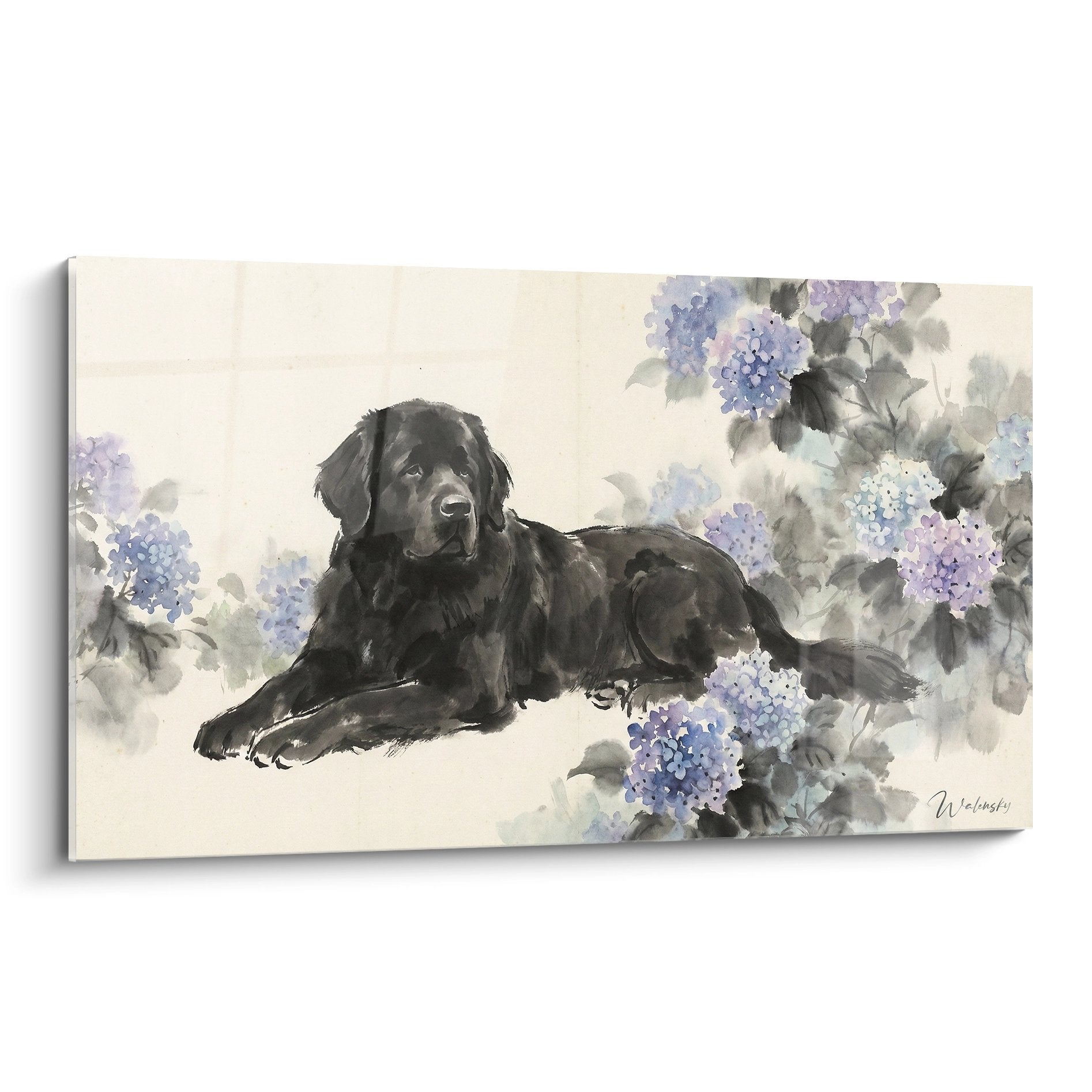 Tableau aquarelle Terre Neuve noir allongé parmi hortensias bleus violets fond ivoire