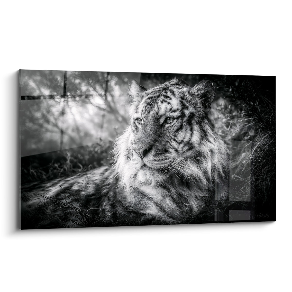 Tigre allongé au regard perçant, pelage noir et blanc, herbes hautes en avant-plan sur fond flou